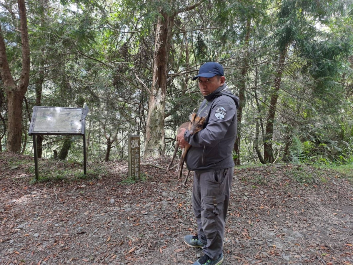老山羌被山友抱了5公里遠，再被林務局人員抱回去。（新竹林管處提供）