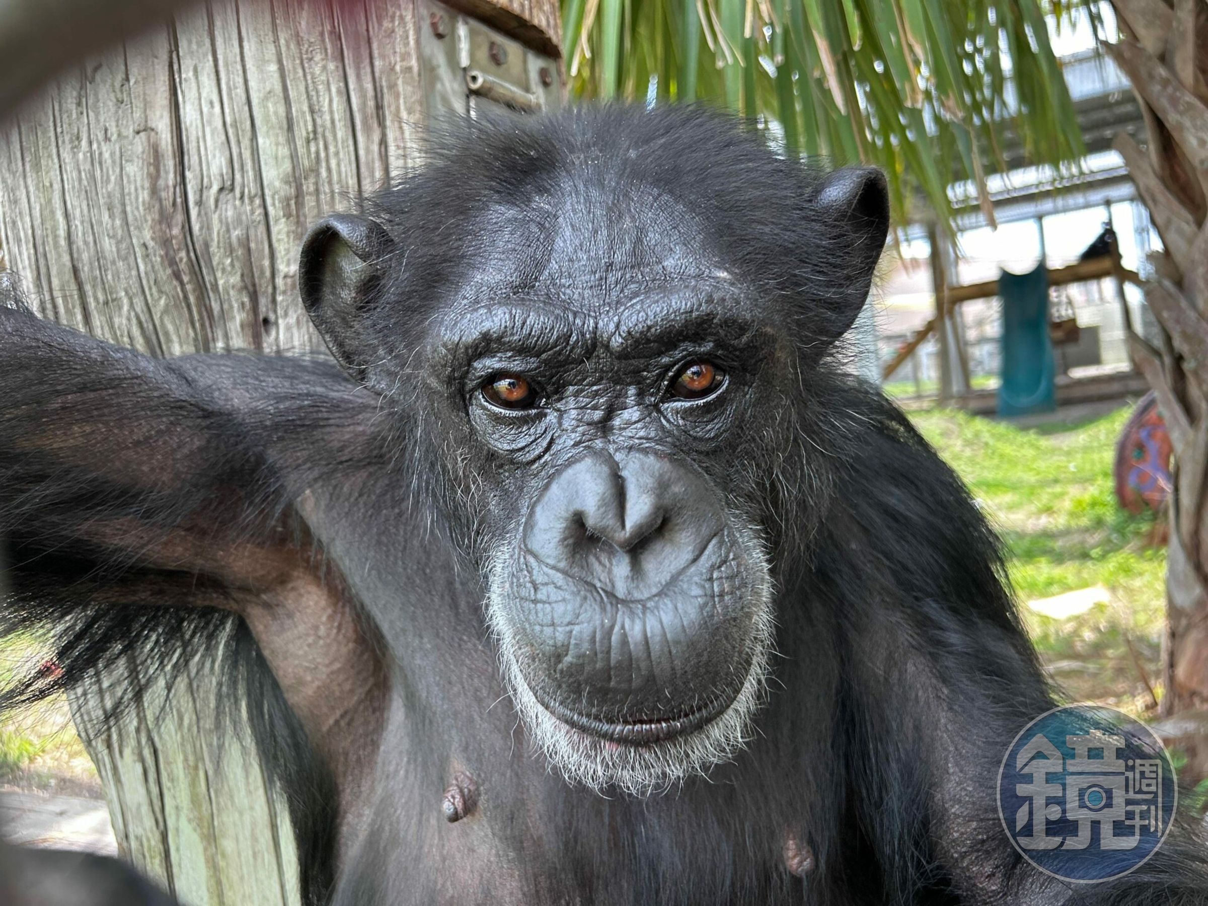 現在的香草過得相當幸福。(翻攝自Save the Chimps)