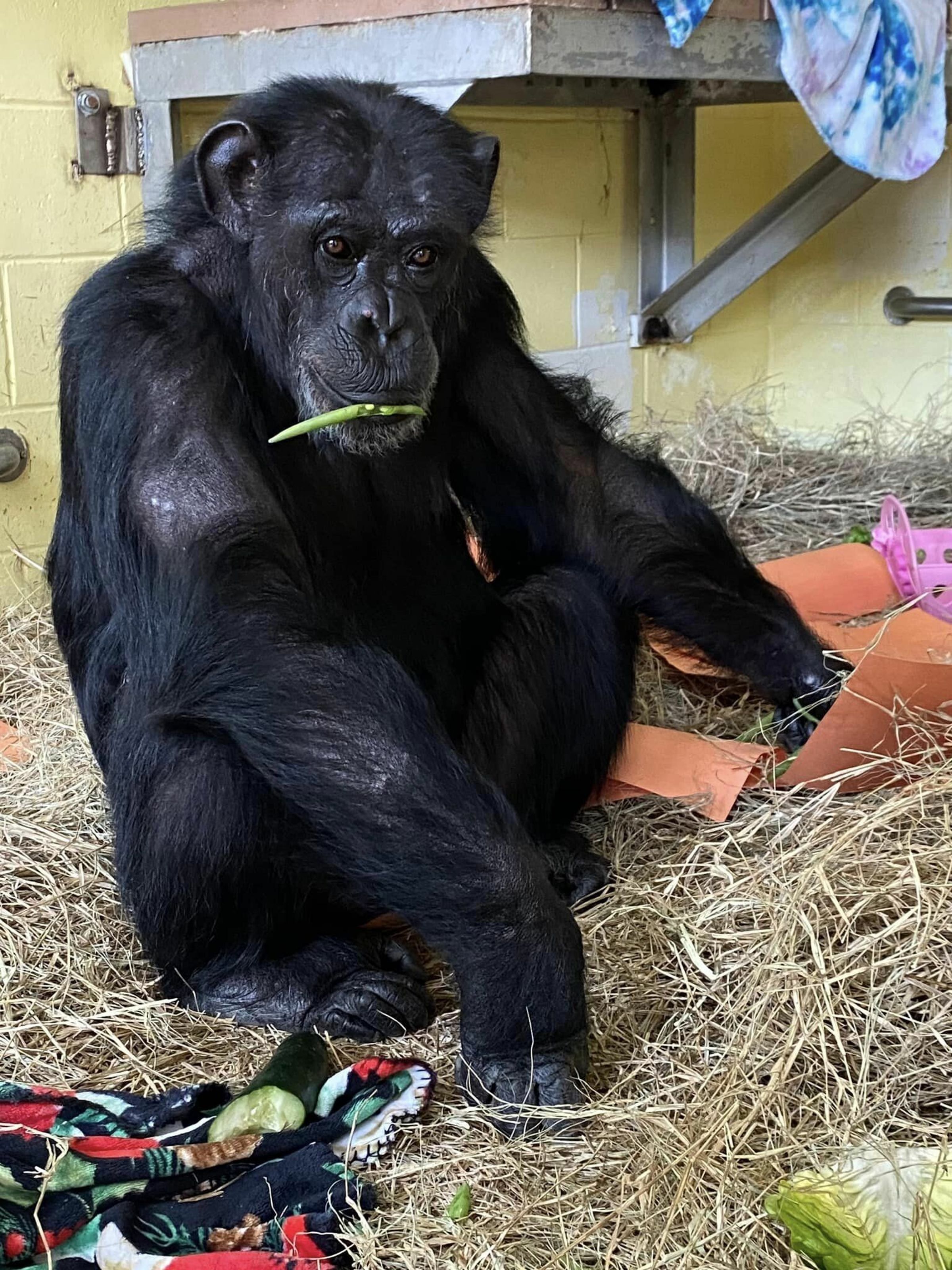 香草享受美食,姿勢相當霸氣。(翻攝自Save the Chimps)
