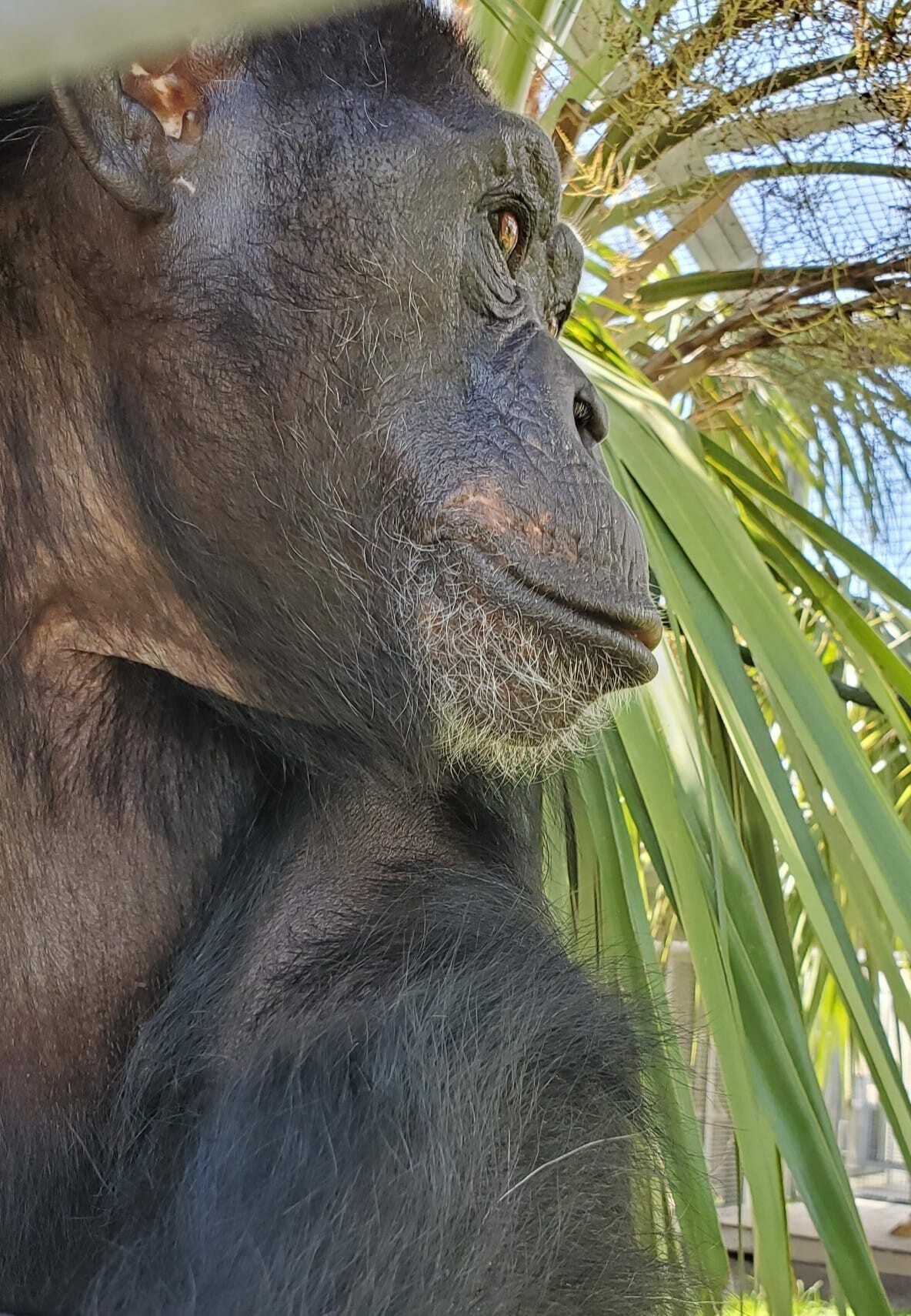 香草正享受著個人時光。（翻攝自Save the Chimps）