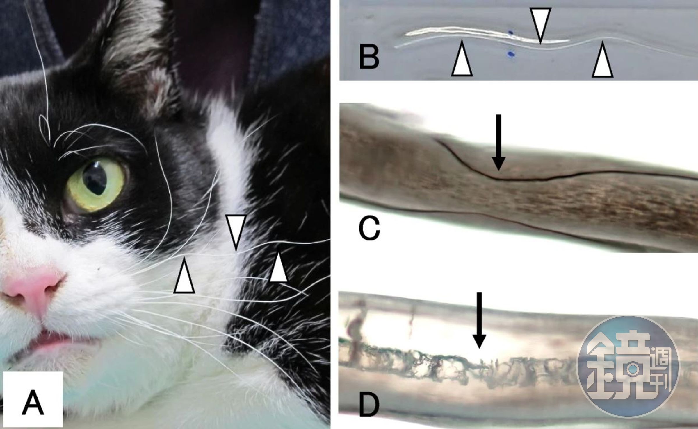 貓貓有波浪鬍鬚恐患白血病。(翻攝自BMC Veterinary Research)