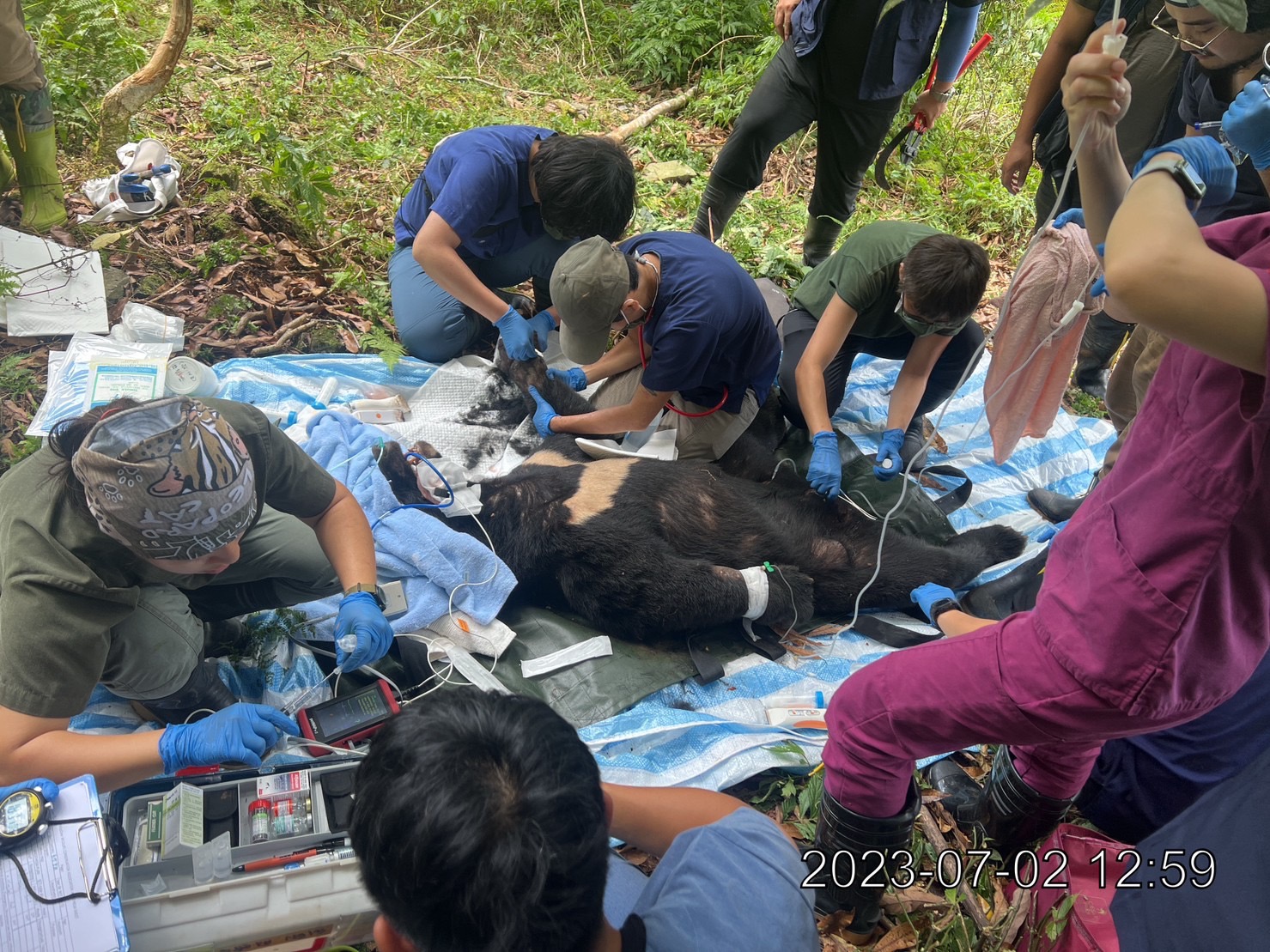 花蓮一隻台灣黑熊誤觸山豬吊，造成左手掌腫脹。（花蓮林管處提供）