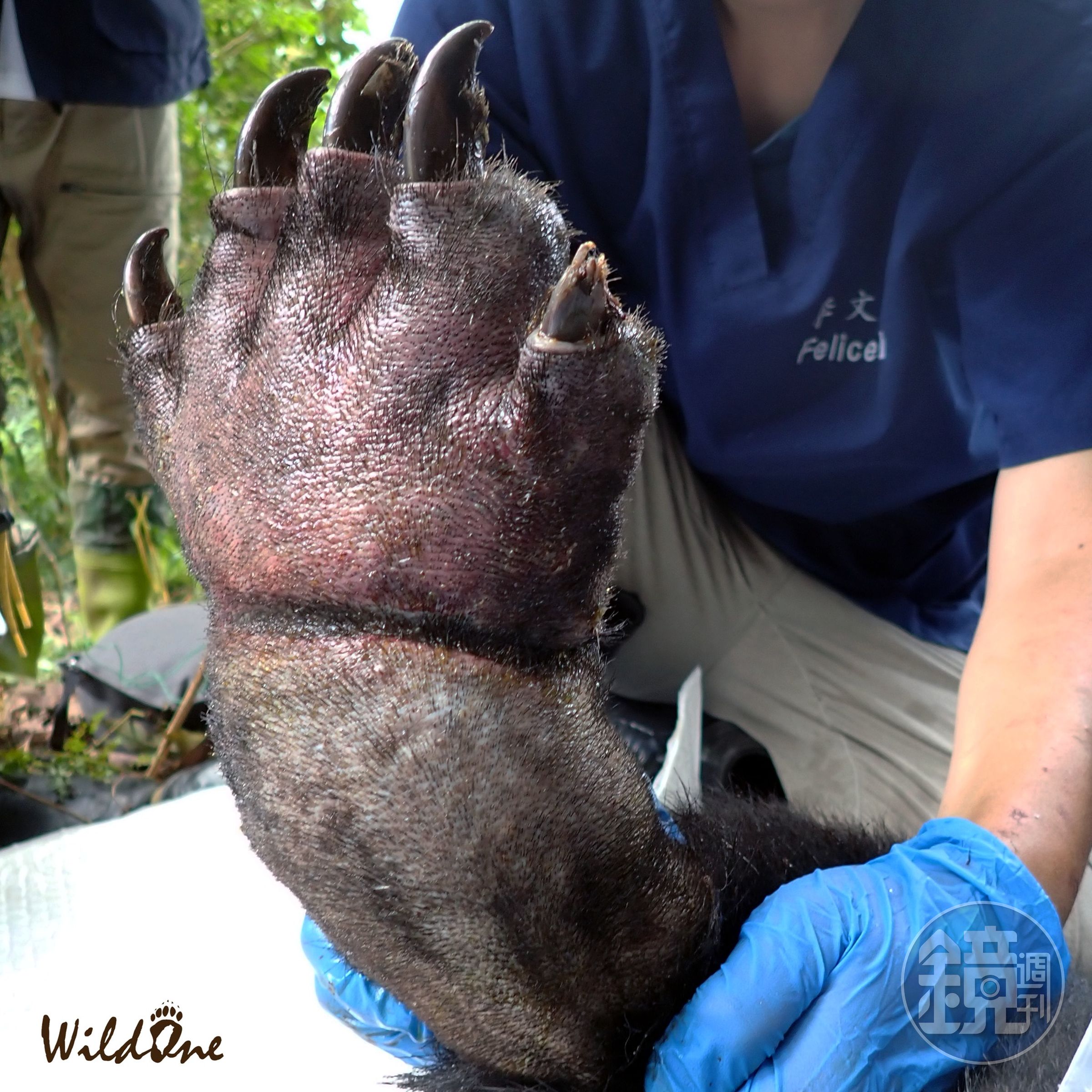 誤觸山豬吊的台灣黑熊左手掌腫脹。（翻攝自WildOne野灣野生動物保育協會臉書）