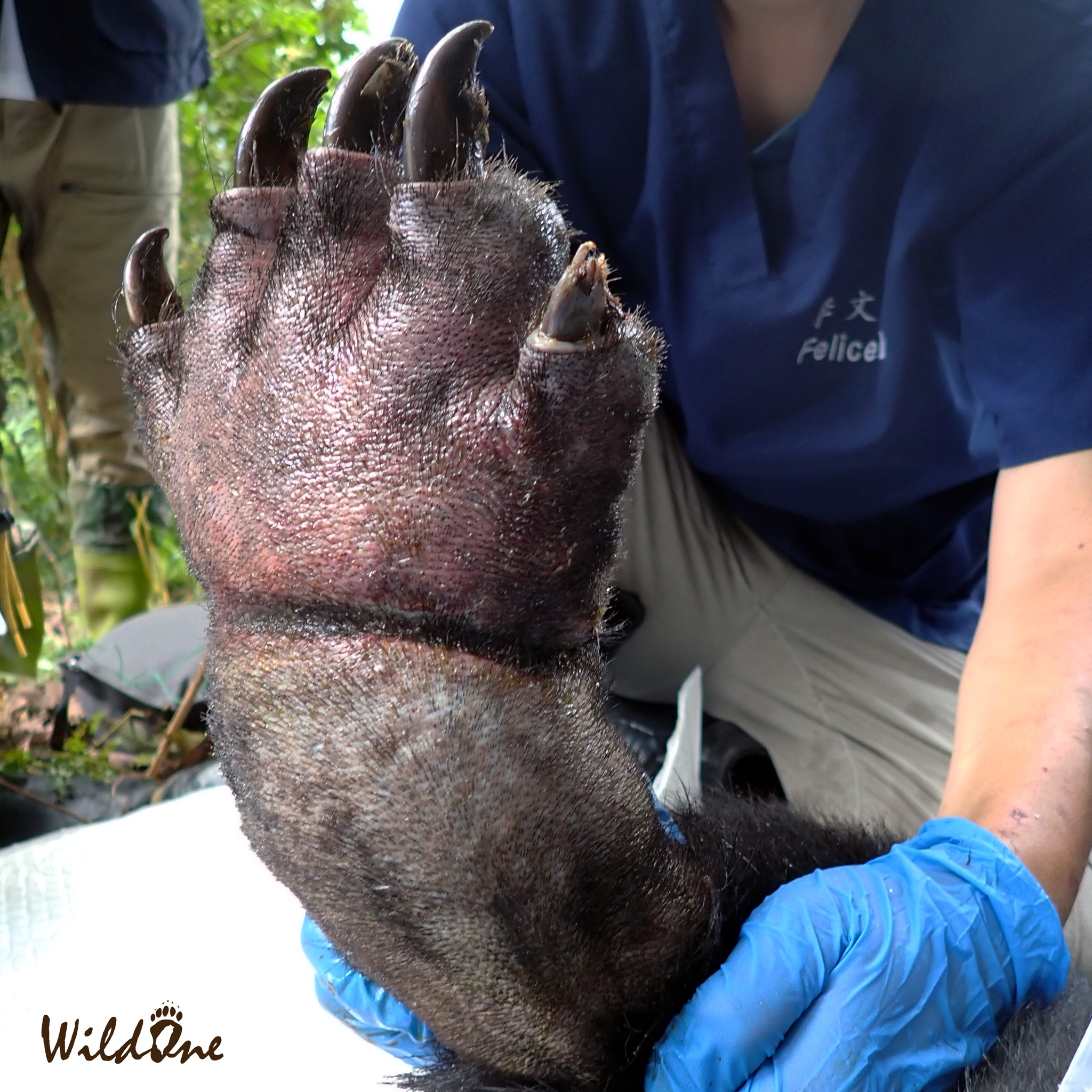 誤觸山豬吊的台灣黑熊左手掌腫脹。（翻攝自WildOne野灣野生動物保育協會臉書）