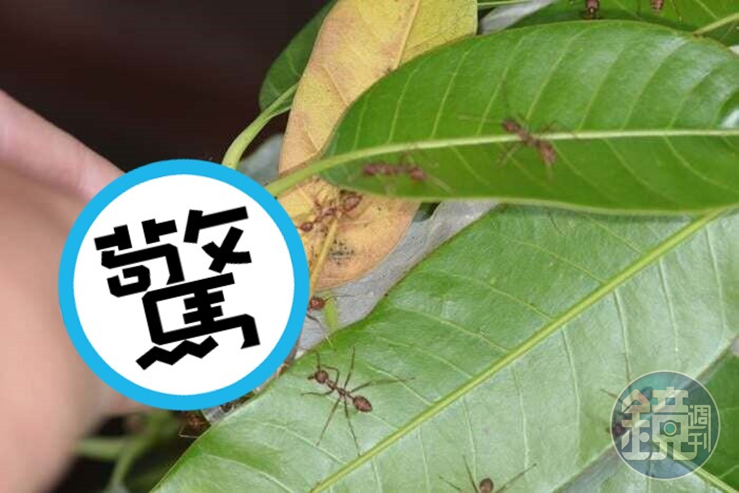 男為增大生殖器,下體「直搗蟻穴」用力插入!讓螞蟻狂咬舔舐。(示意圖)