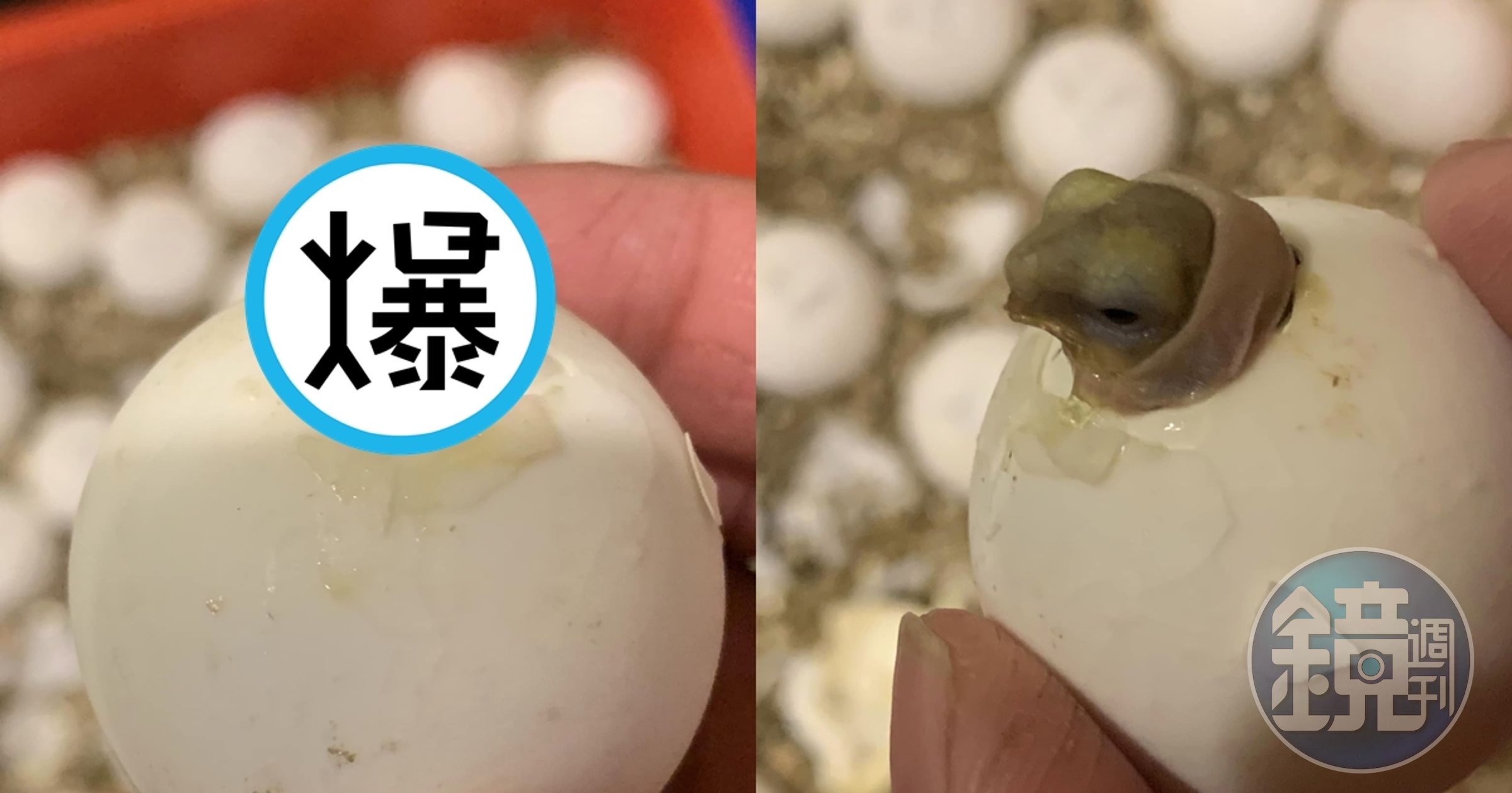 網友分享自家蘇卡達象龜破蛋而出的厭世照，萌翻網友。（翻攝自有點毛毛的臉書）