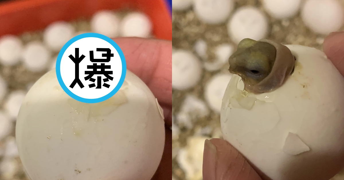 網友分享自家蘇卡達象龜破蛋而出的厭世照，萌翻網友。（翻攝自有點毛毛的臉書）