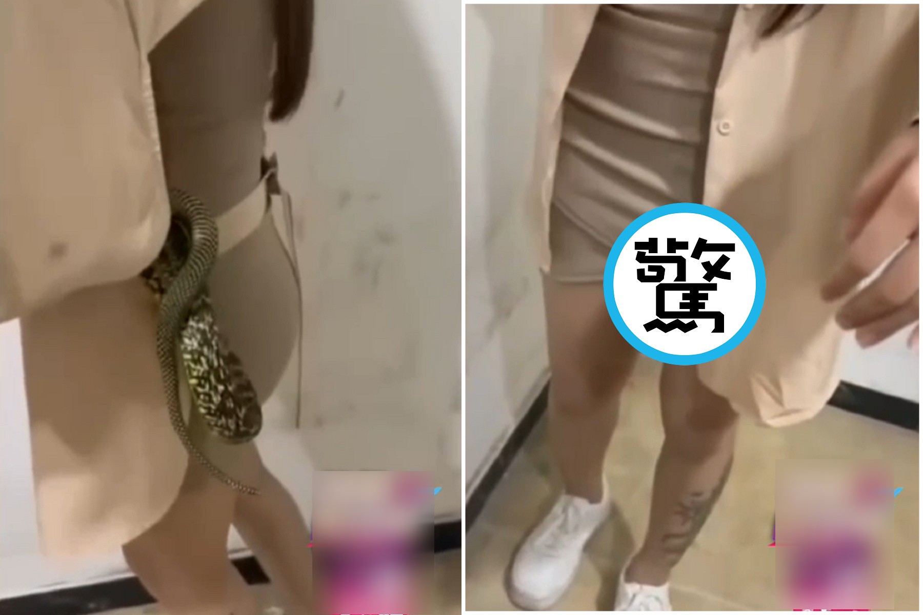 這條蛇蛇懂玩！在正妹身上蠕動，下一秒色色深鑽「幽暗陰穴」。（翻自《51吃瓜網》）