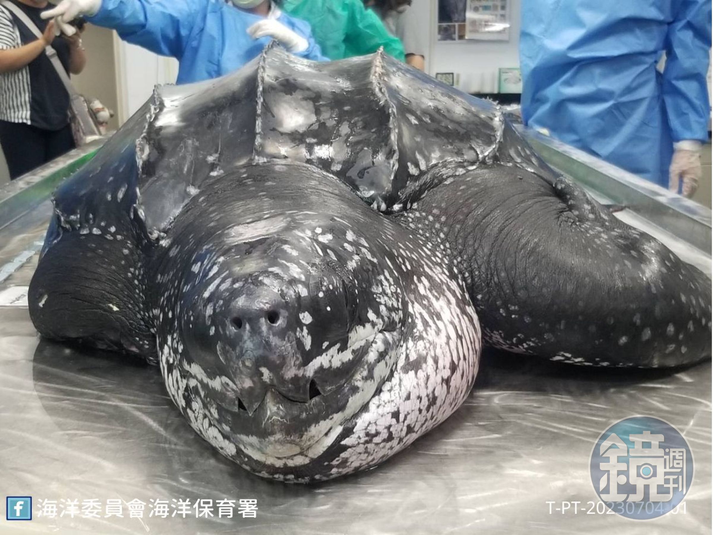屏東一隻瀕危、極為罕見的革龜擱淺，搶救17小時後於今日身亡。（海保署提供）