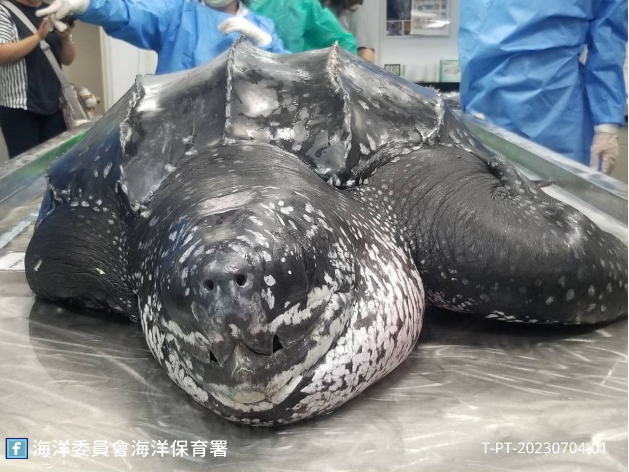 屏東一隻瀕危、極為罕見的革龜擱淺，搶救17小時後於今日身亡。（海保署提供）