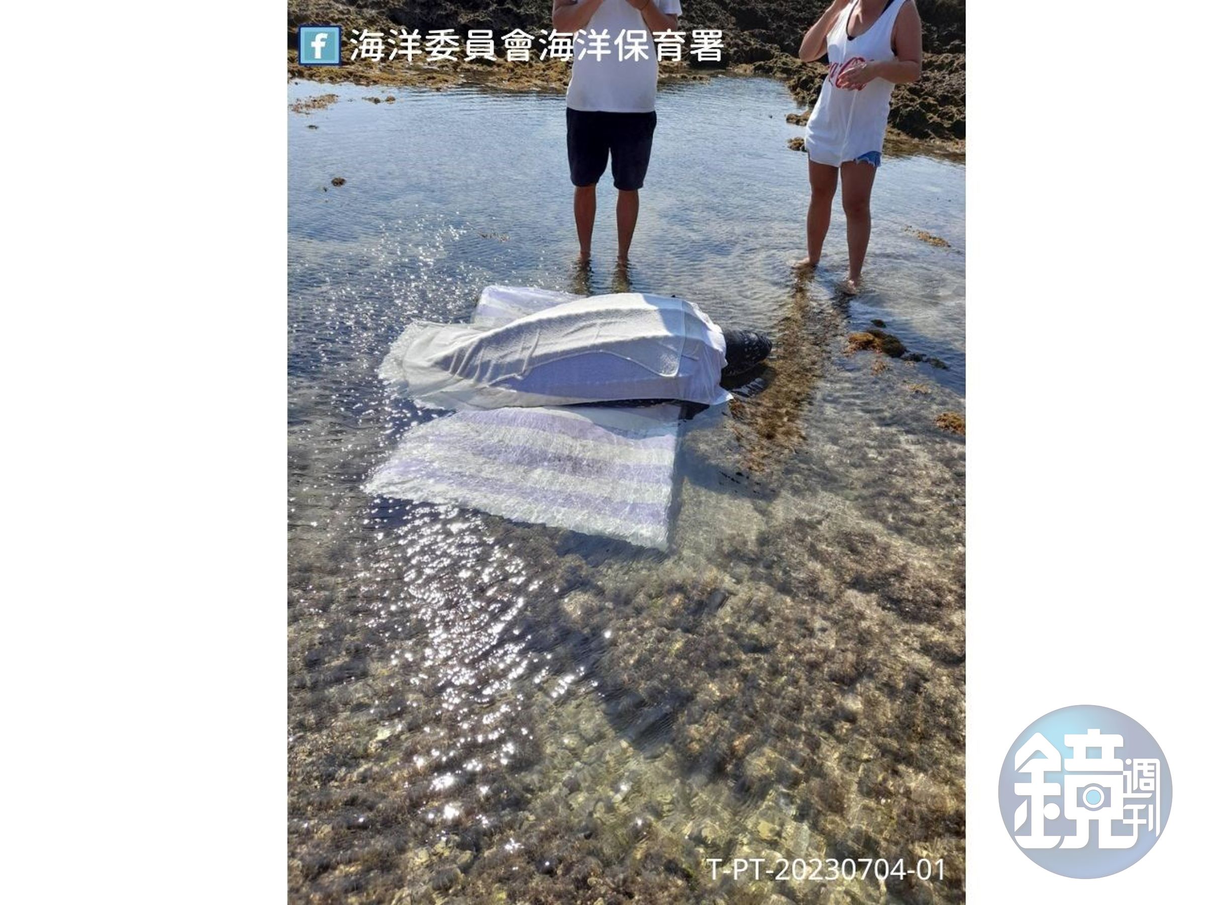 革龜擱淺在屏東海岸，搶救17小時後死亡。（海保署提供）