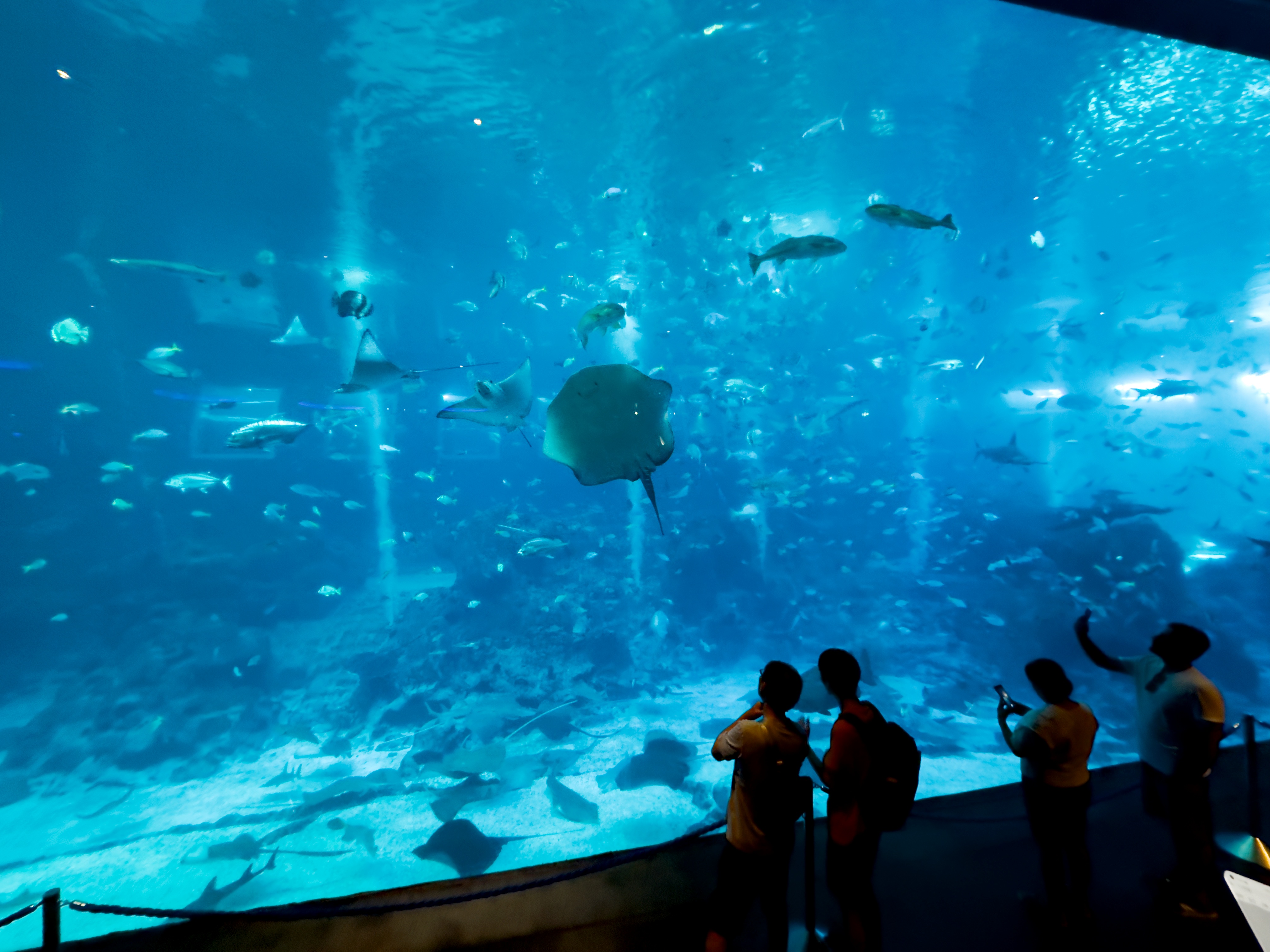 「S.E.A.海洋館」的水族觀景窗長達36公尺、高8.3公尺，曾是全球最大的水族觀景窗之一，館內育有逾10萬隻海洋生物。