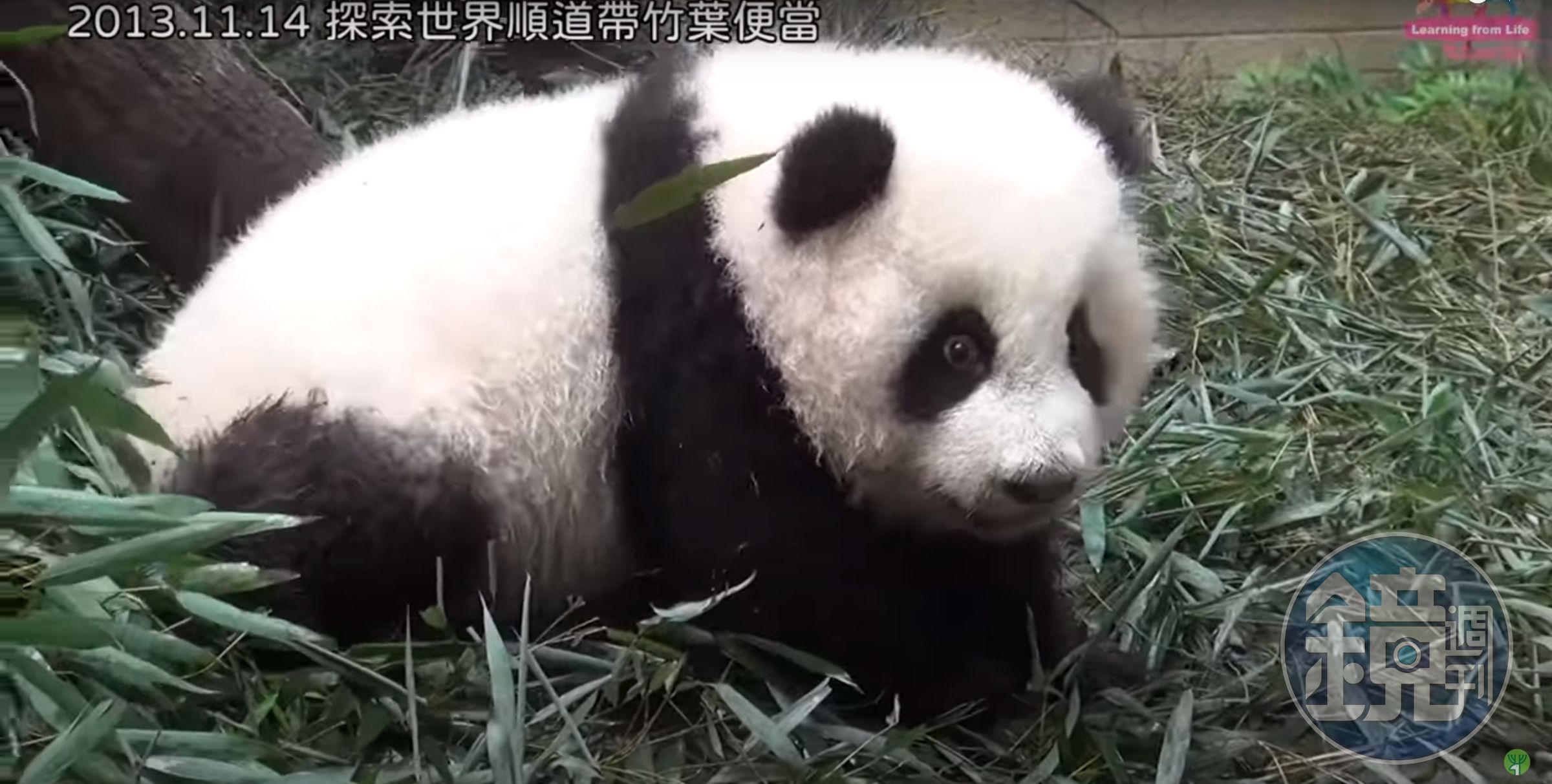 小時候的圓仔就像一坨毛球、布娃娃。(翻攝自臺北市立動物園YouTube)