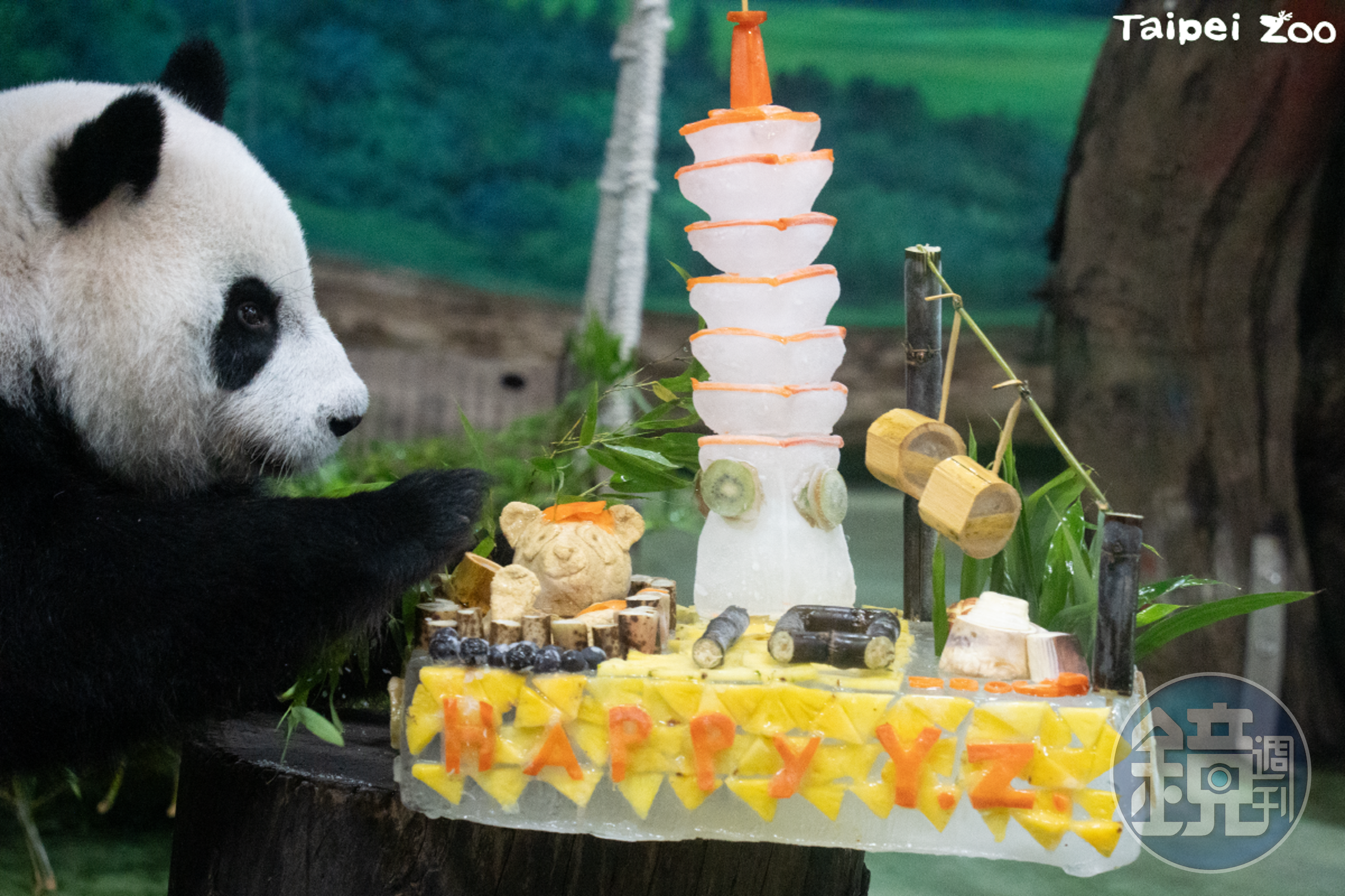 圓仔10歲了,動物園端出101蛋糕歡慶生日。(台北市立動物園提供)