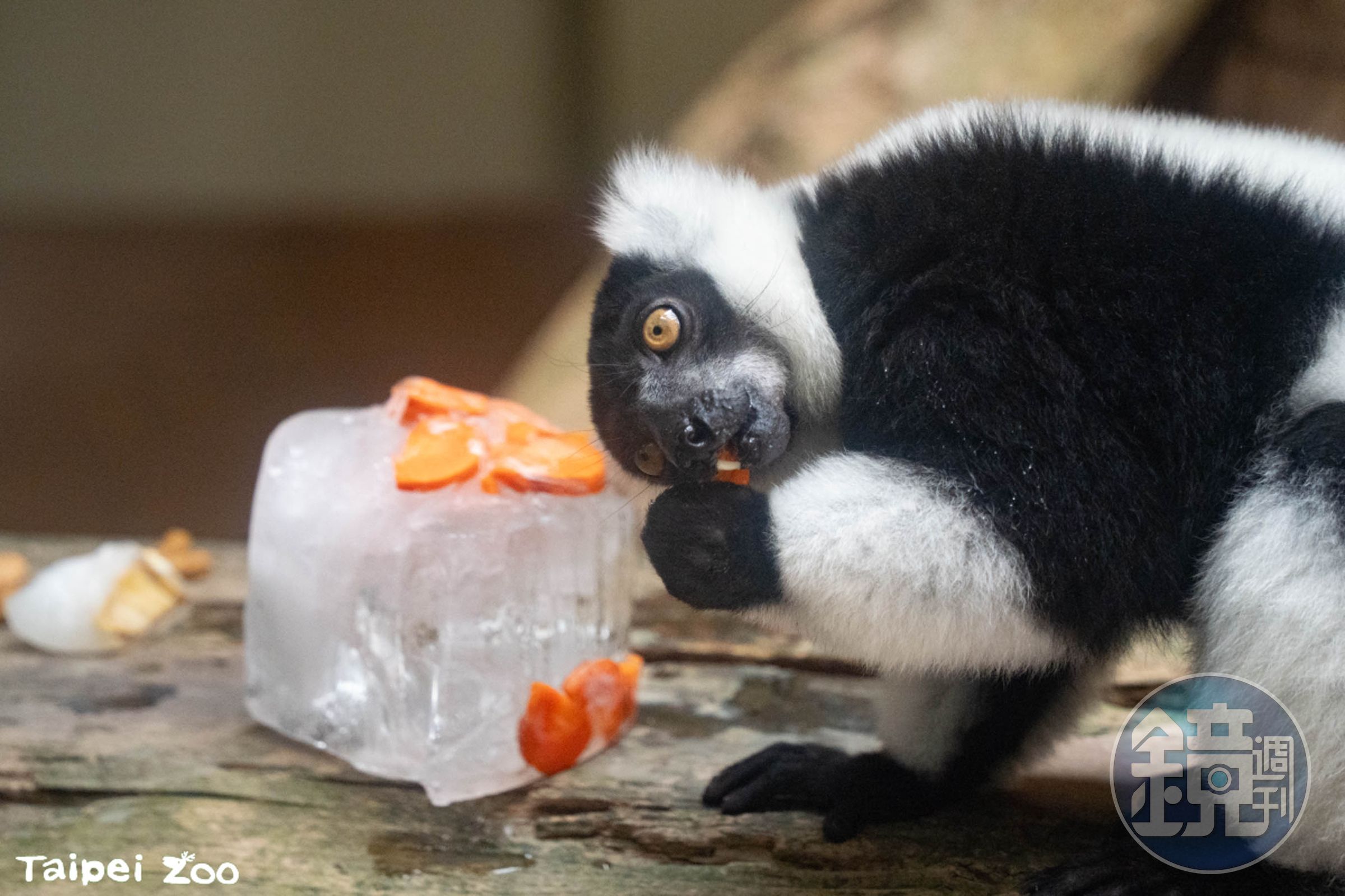 圓仔的好朋友白頸狐猴一起享用生日蛋糕。(台北市立動物園提供)