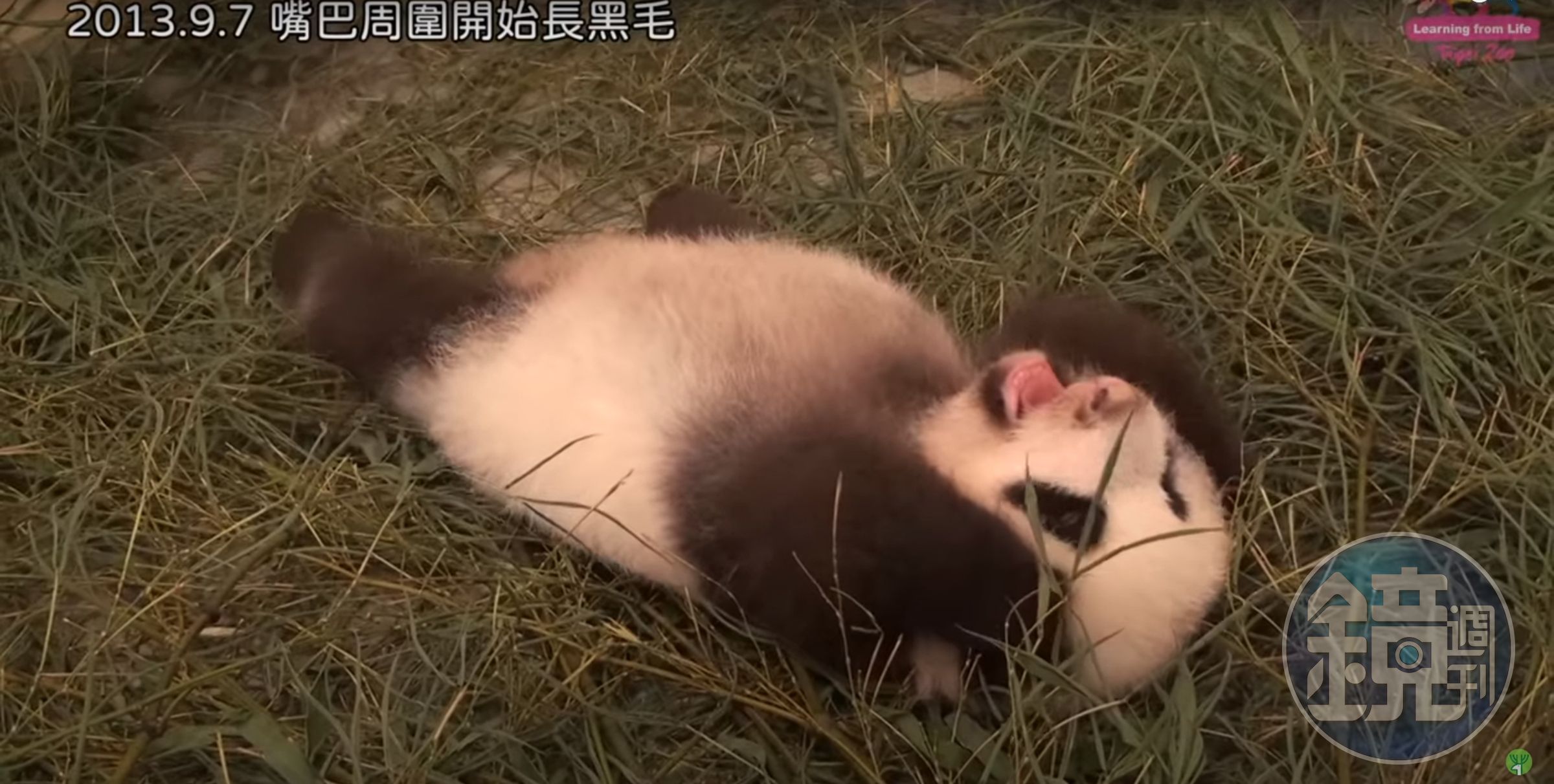 圓仔躺著打哈欠。(翻攝自臺北市立動物園YouTube)