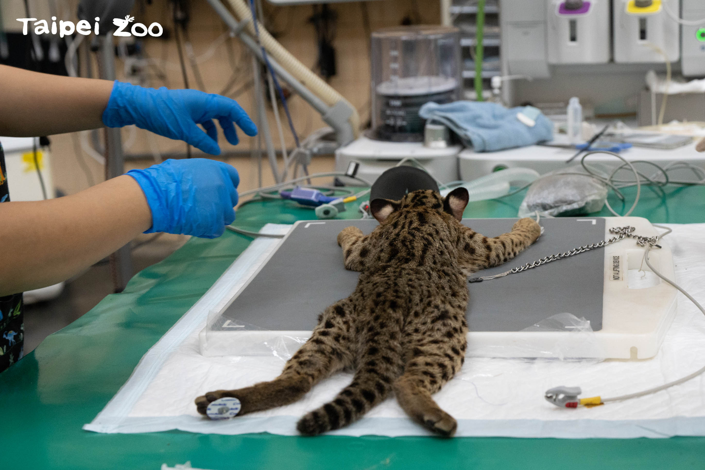 在動物園出生的龍鳳胎石虎日前進行健檢後，目前正進行野放前訓練。（台北市立動物園提供）