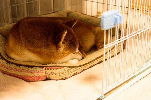 北市動保處宣布收容費由4,800元提高為8,500元，以落實使用者付費原則。（示意圖，photoAC）