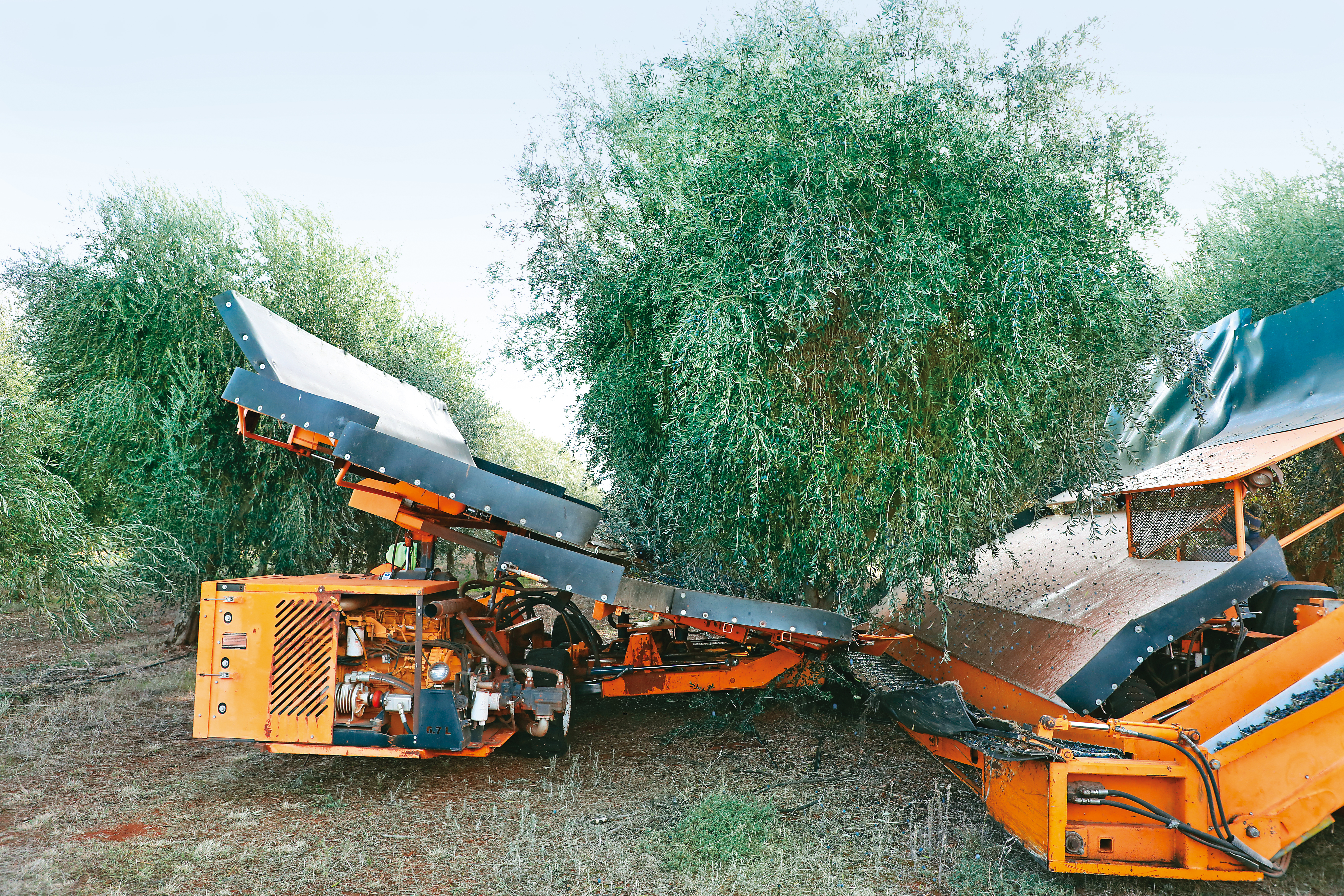 在澳洲的希爾斯頓橄欖園，是以兩台車包夾橄欖樹的震動法（Mechanical vibration）採收橄欖。