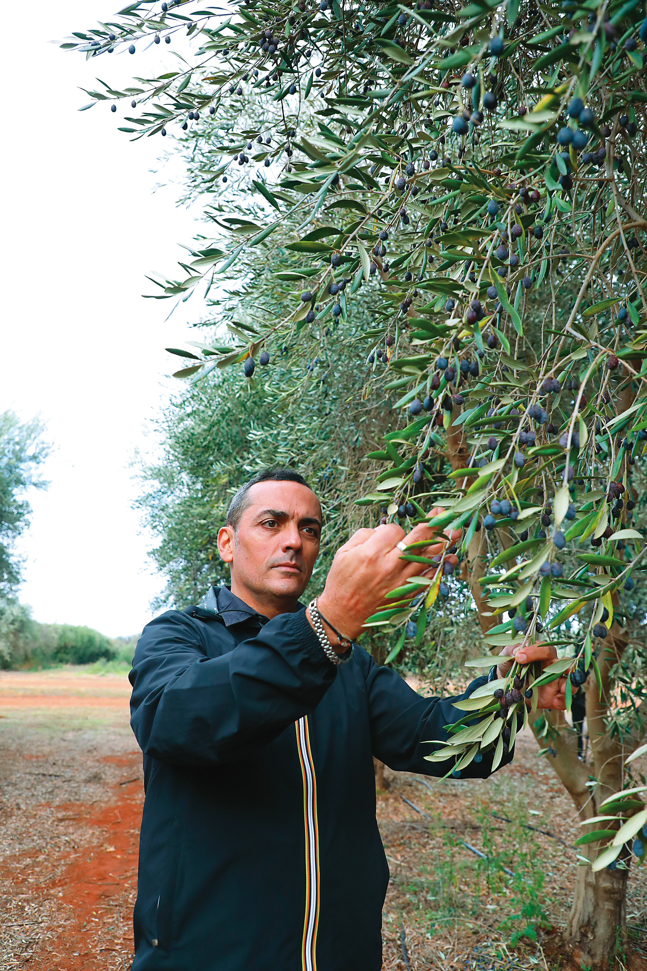 來自義大利的希爾斯頓橄欖莊園總經理Mauro Ruffolo，來到澳洲工作已經17年。