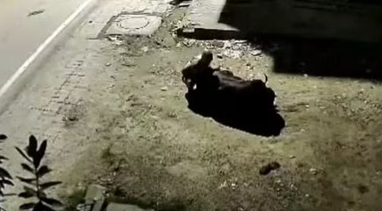 放開那頭牛！慘遭怪男當街性侵，其他動物也被他硬上。（翻自《Free Press》）