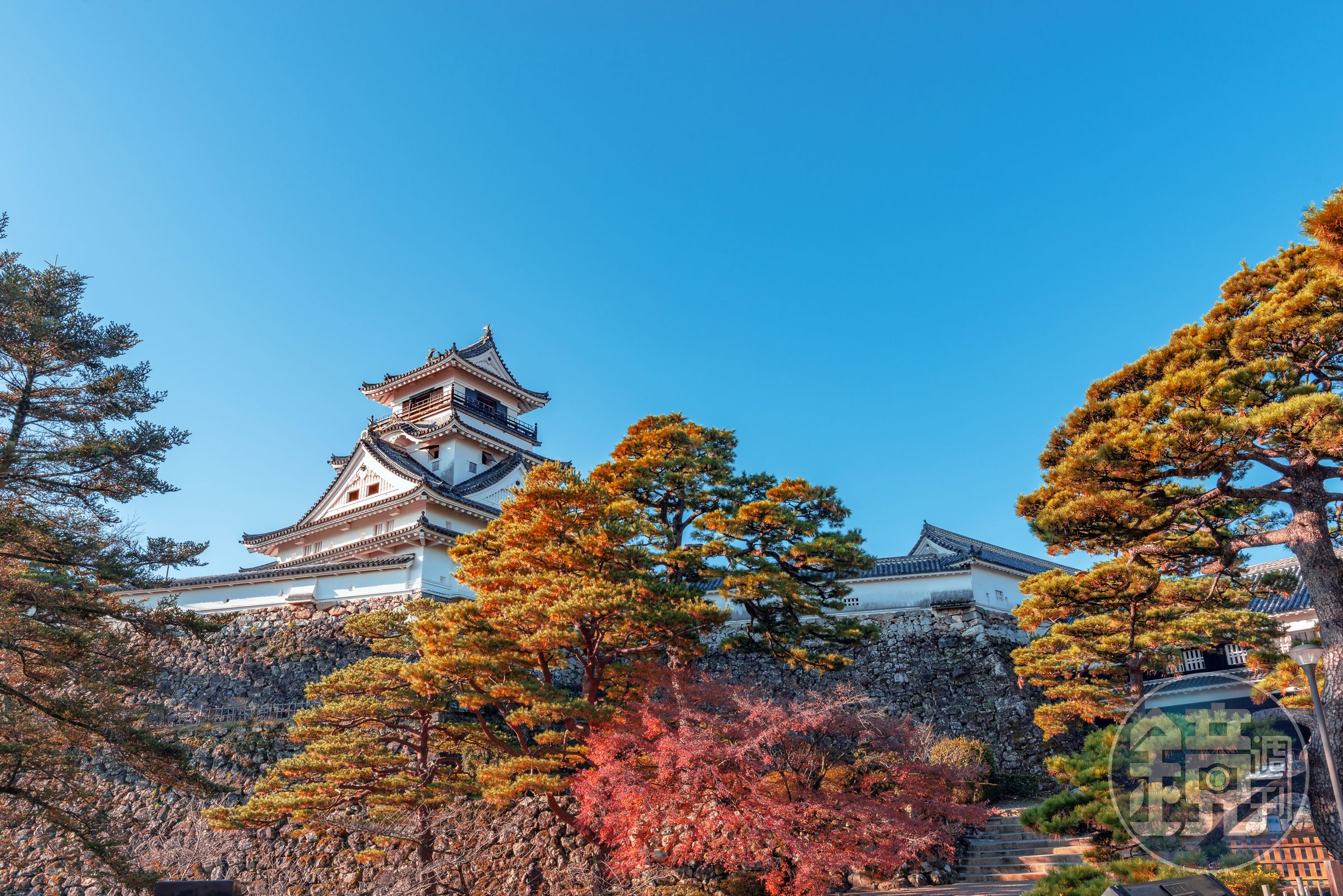 楓葉與高知城的歷史建築融合在一起，呈現出壯麗的景觀，令旅客如癡如醉。（燦星旅遊提供）