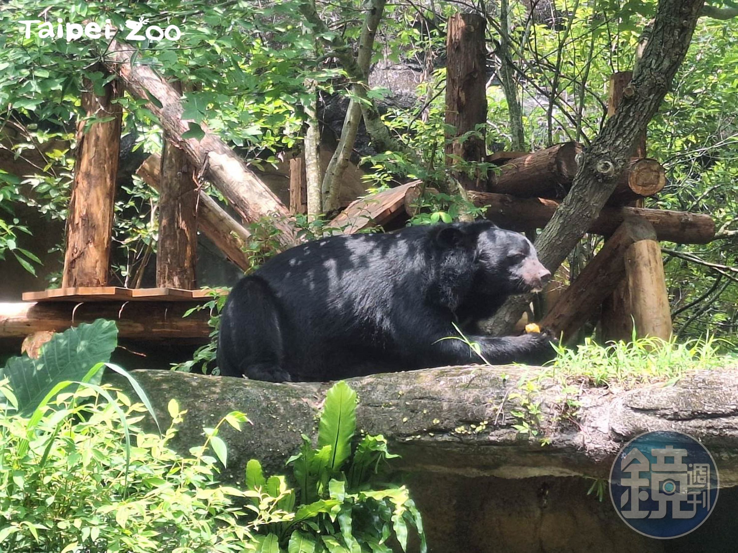 台灣黑熊是台灣極具代表性的原生動物,不過近來保育之路走得相當辛苦。(台北市立動物園提供)