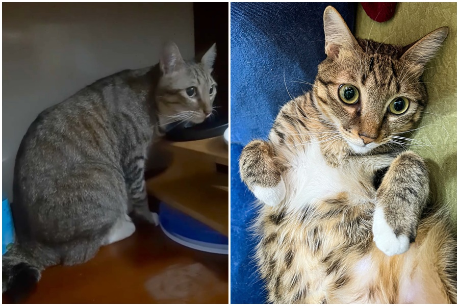 潘孟安家貓在失蹤3天後，半夜3點自己回家了。（翻攝自潘孟安臉書）