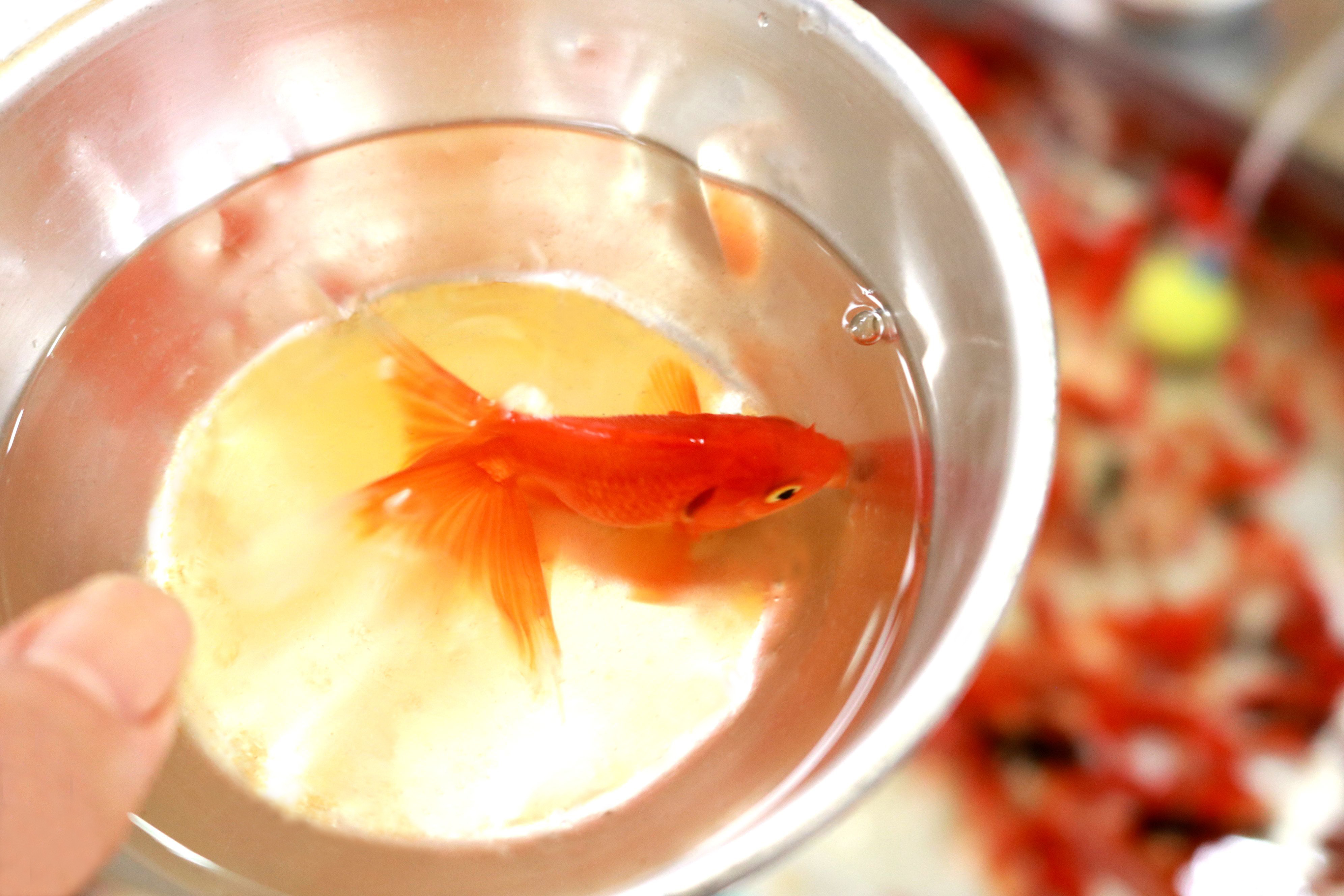 高一生控成大教授在台大營隊活動中要求「把活金魚打成汁」，當下不少學生都受到驚嚇。（示意圖，photoAC）