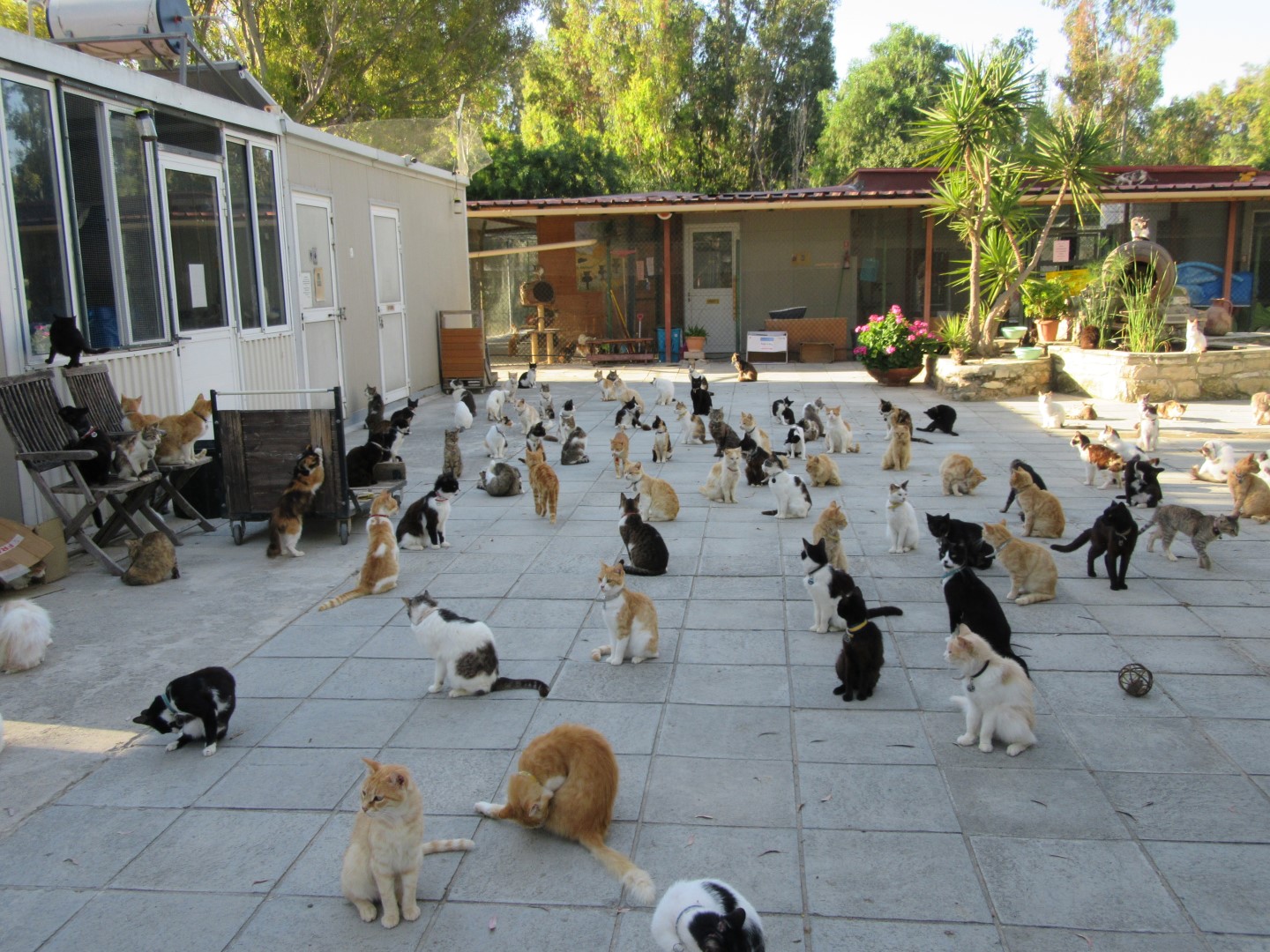 賽普勒斯因為島上驚人的貓隻數量素有「貓島」之稱，沒想到近日卻爆出大量貓咪死亡潮。圖為當地的馬爾科姆貓收容所。（翻攝自Cyprus Voice for Animals臉書）
