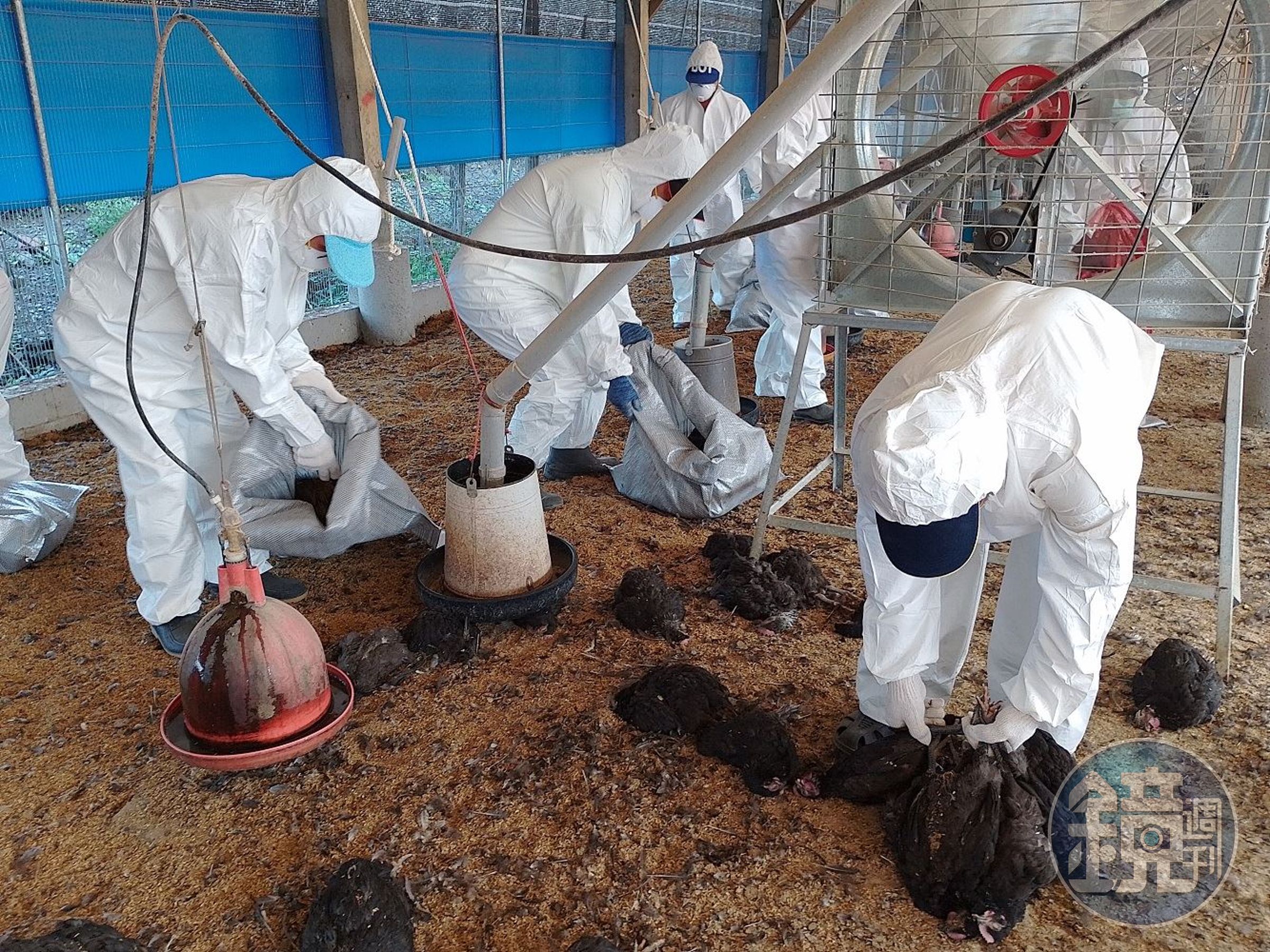 屏東縣有間土雞場發現有家禽確診H5N1亞型高病原性禽流感,目前已依標準作業程序,撲殺1.9萬隻土種雞。(示意圖,屏東縣政府提供)