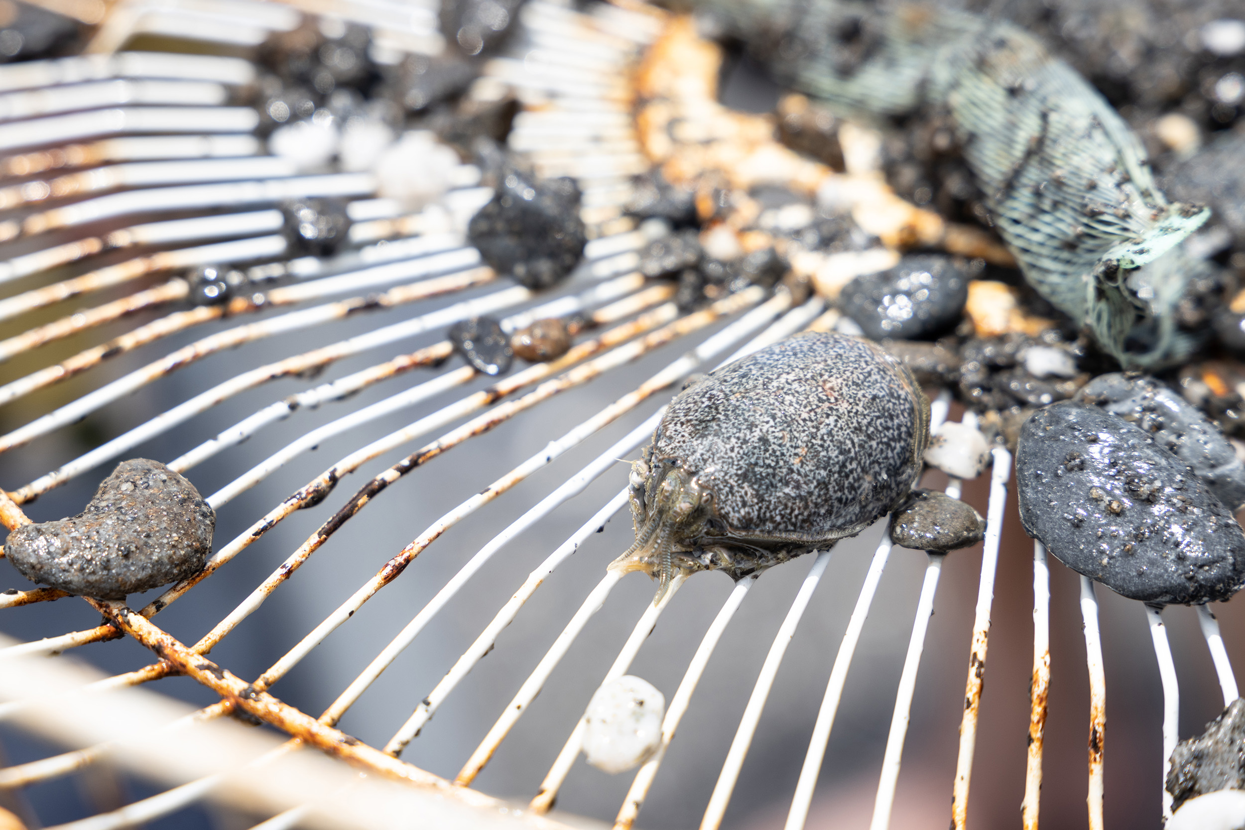 若不仔細看，浪花蟹很容易被誤認為是沙灘上的鵝卵石。