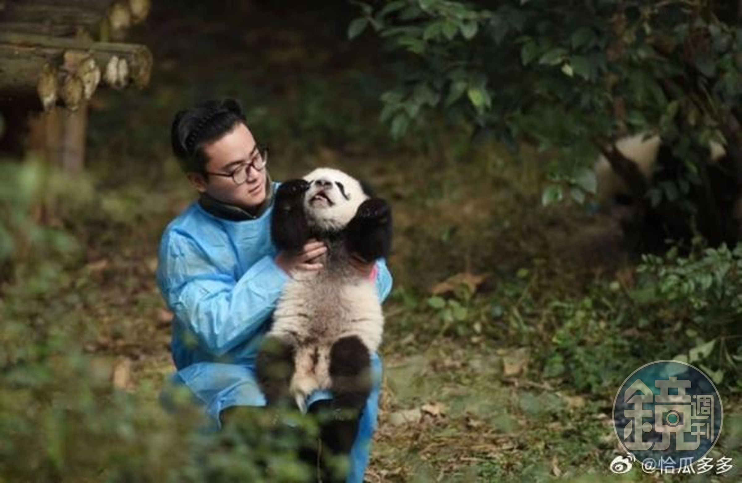 中國知名貓熊保育員,被爆婚外情睡正妹粉絲!遭控養萌獸變禽獸「射後不理」致孕。(翻自微博)
