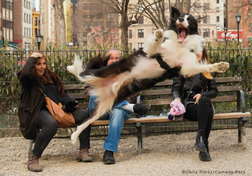 攝影師普茲透露自己參加英國舉辦2023搞笑寵物攝影獎，想藉由曝光度找到照片中的飼主。（翻攝推特@ComedyPetPhoto）