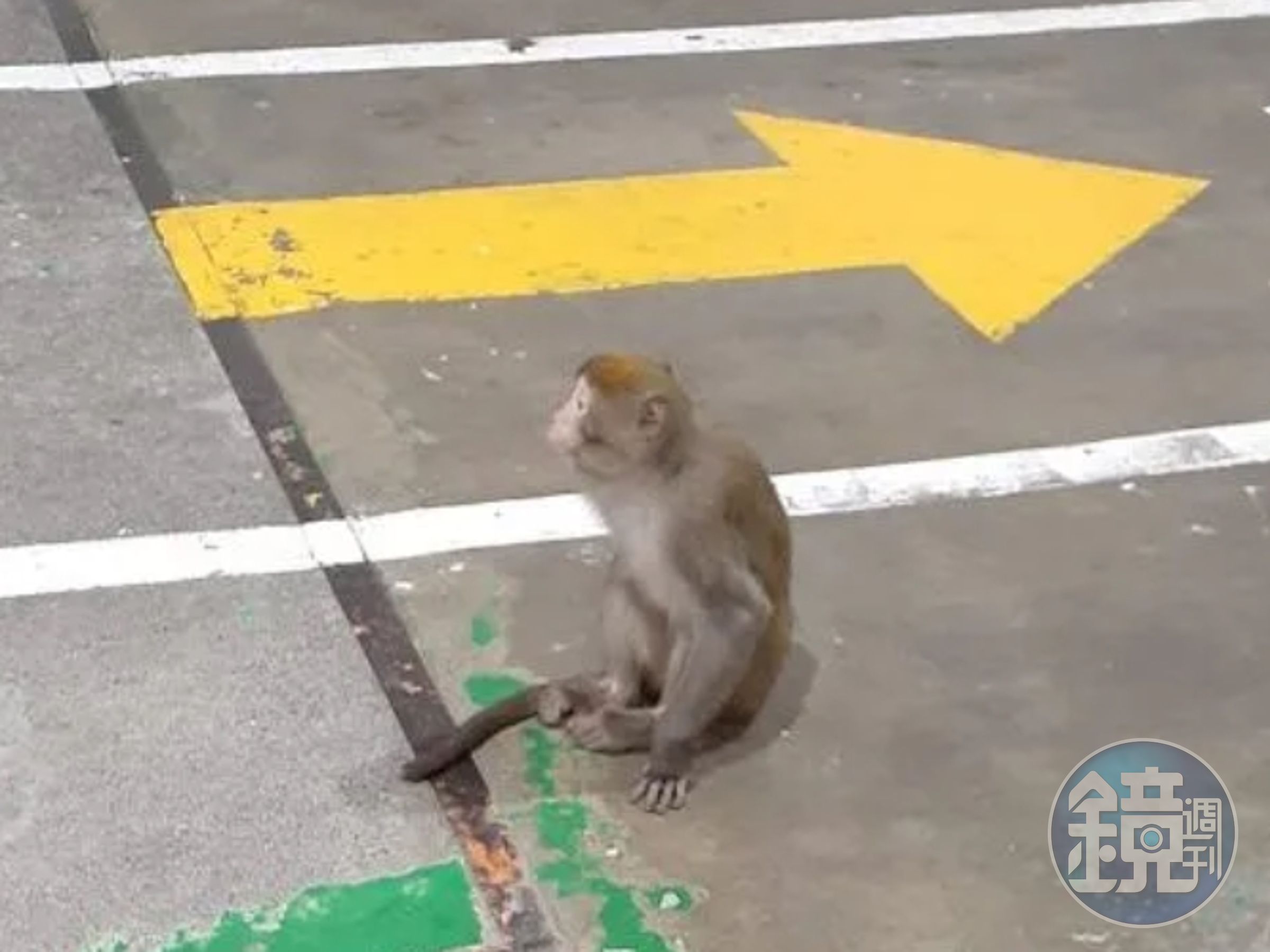 桃園日前出現一隻獨臂獼猴闖入修車廠，沒想到被捕後卻意外身亡。（翻攝自臉書）