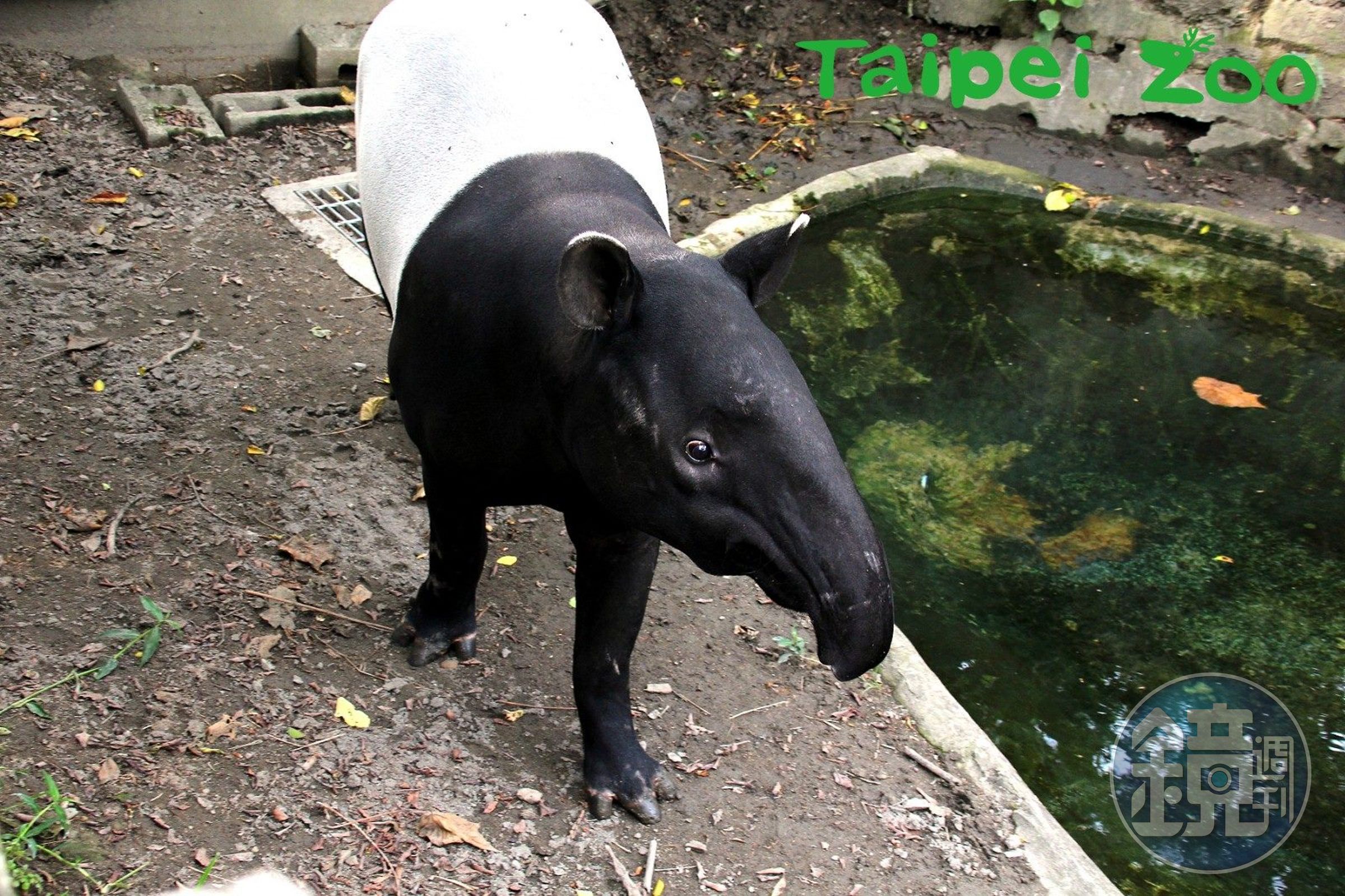北市動物園馬來貘「貘克」疑熱衰竭死亡！從捷克來台6年繁殖當爸，獸醫將驗死因。（翻自台北動物園官網）