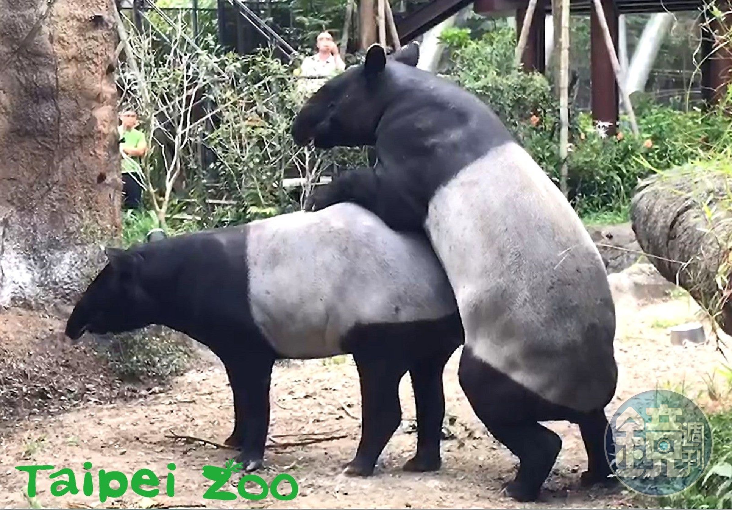 貘克與貘芳成功配對。（翻自台北動物園官網）