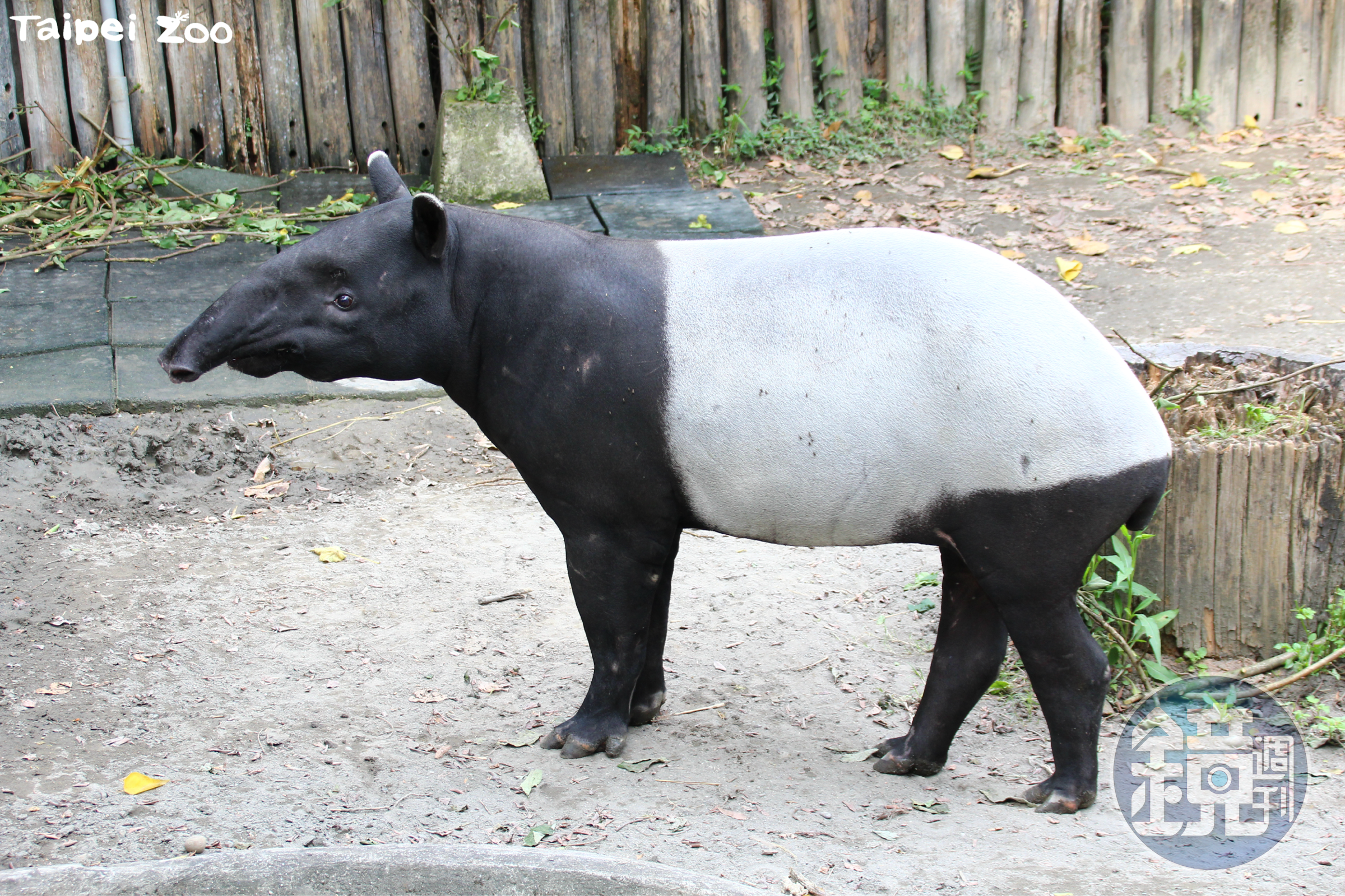 馬來貘「貘克」於18日下午離世。（台北市立動物園提供）