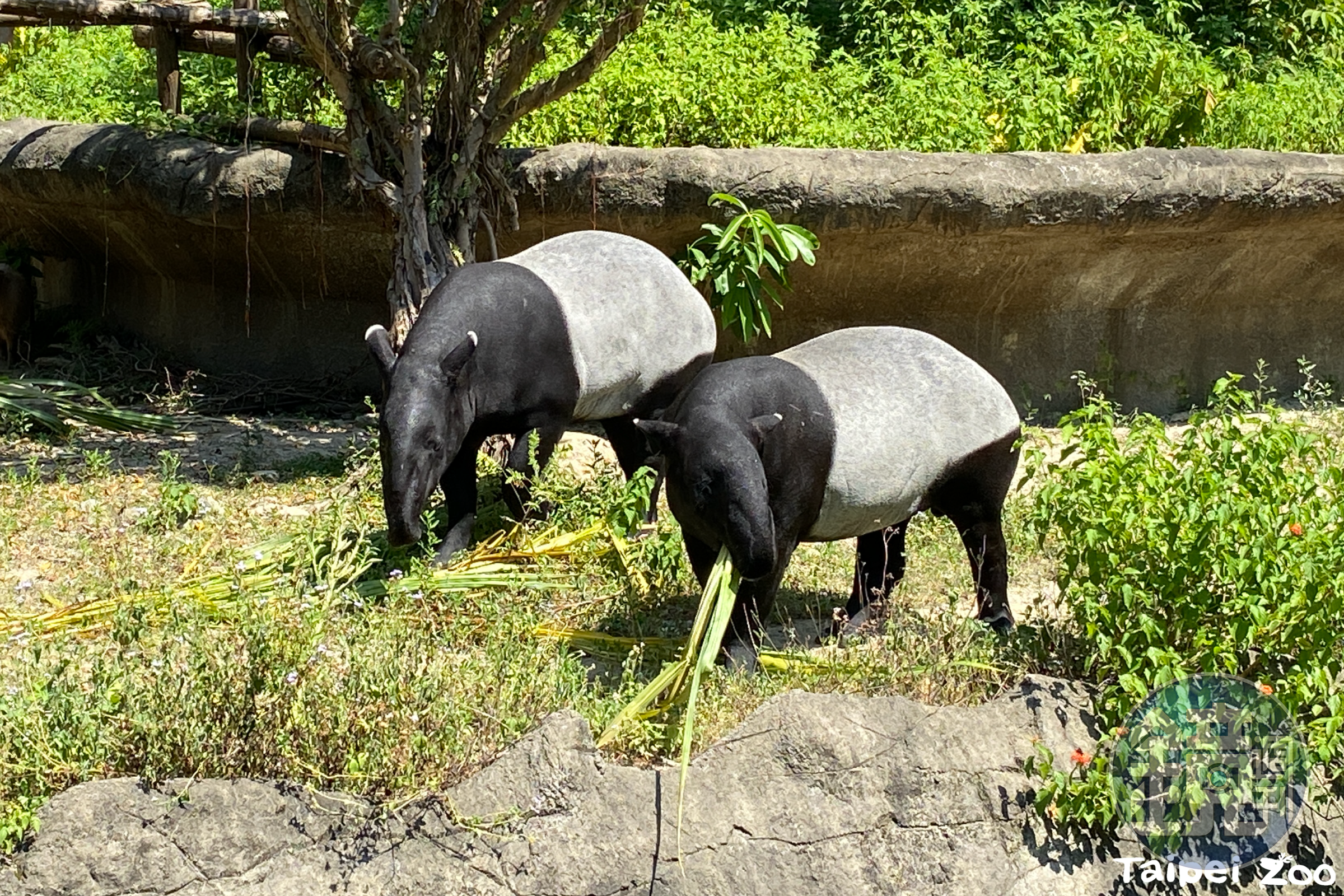 馬來貘「貘克」（右）與「貘莉」一同住在熱雨區。（台北市立動物園提供）