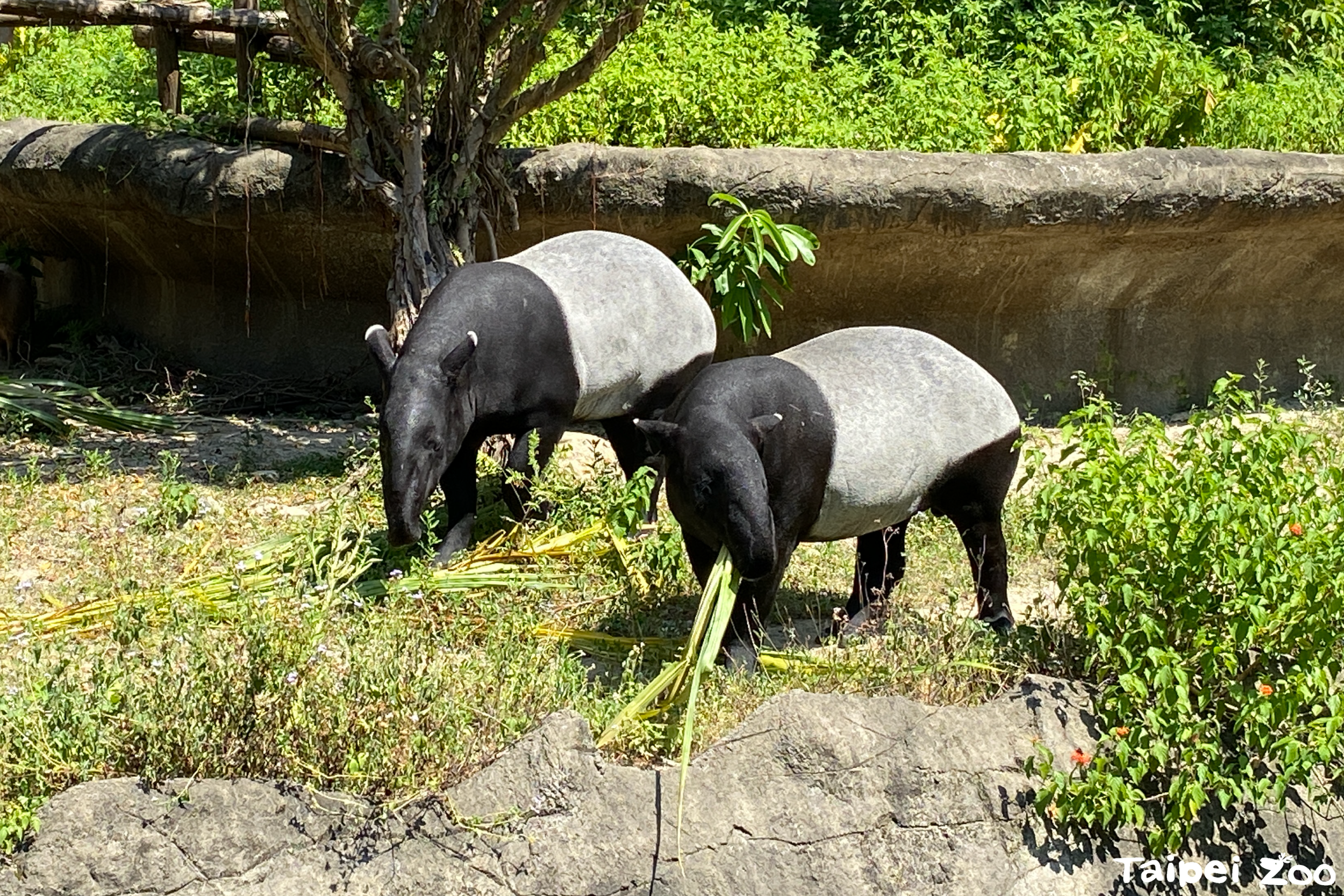 馬來貘「貘克」（右）與「貘莉」一同住在熱雨區。（台北市立動物園提供）