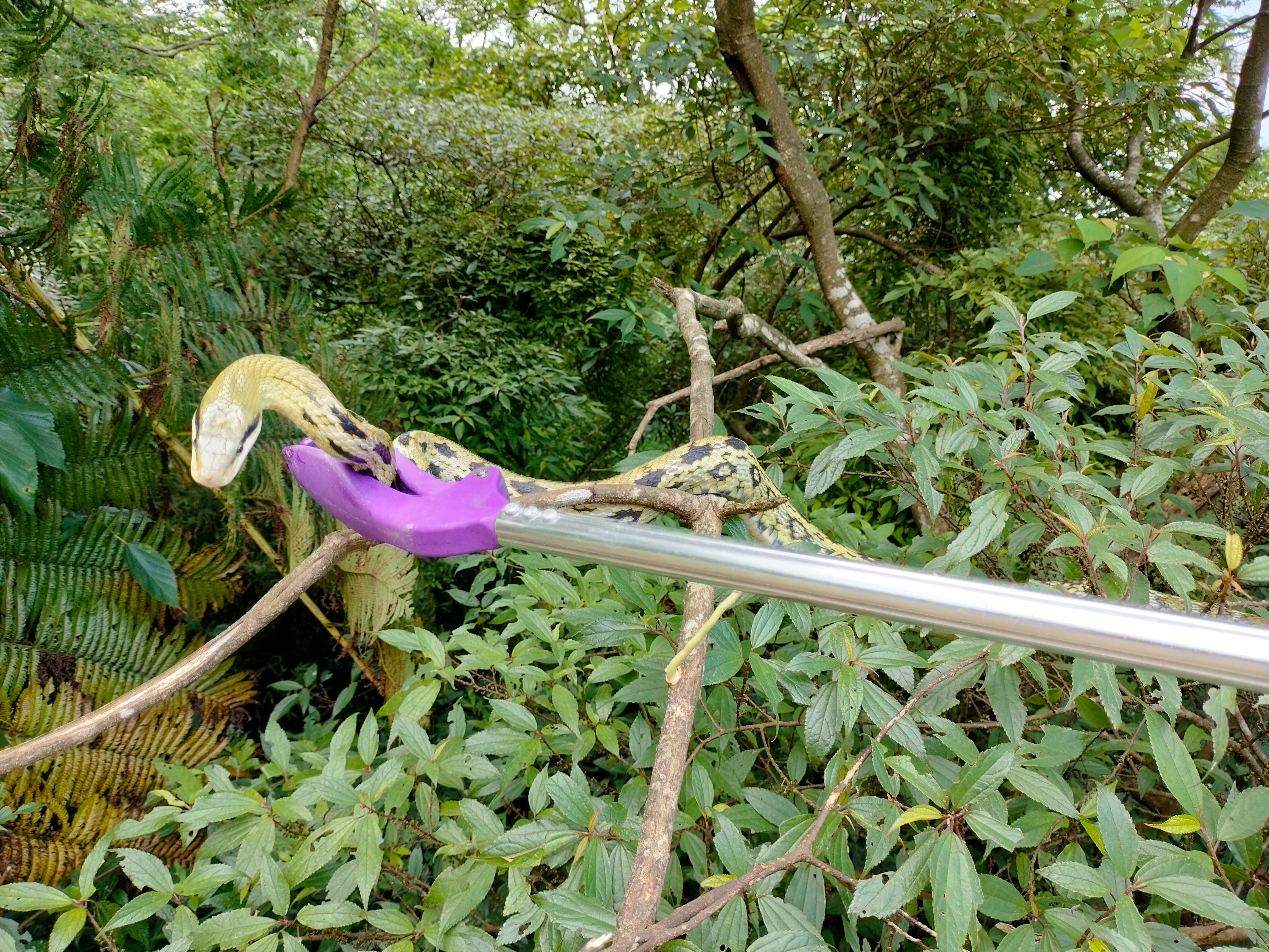 動保員使用安全蛇夾將蛇類野放原始山林。（新北動保處提供）