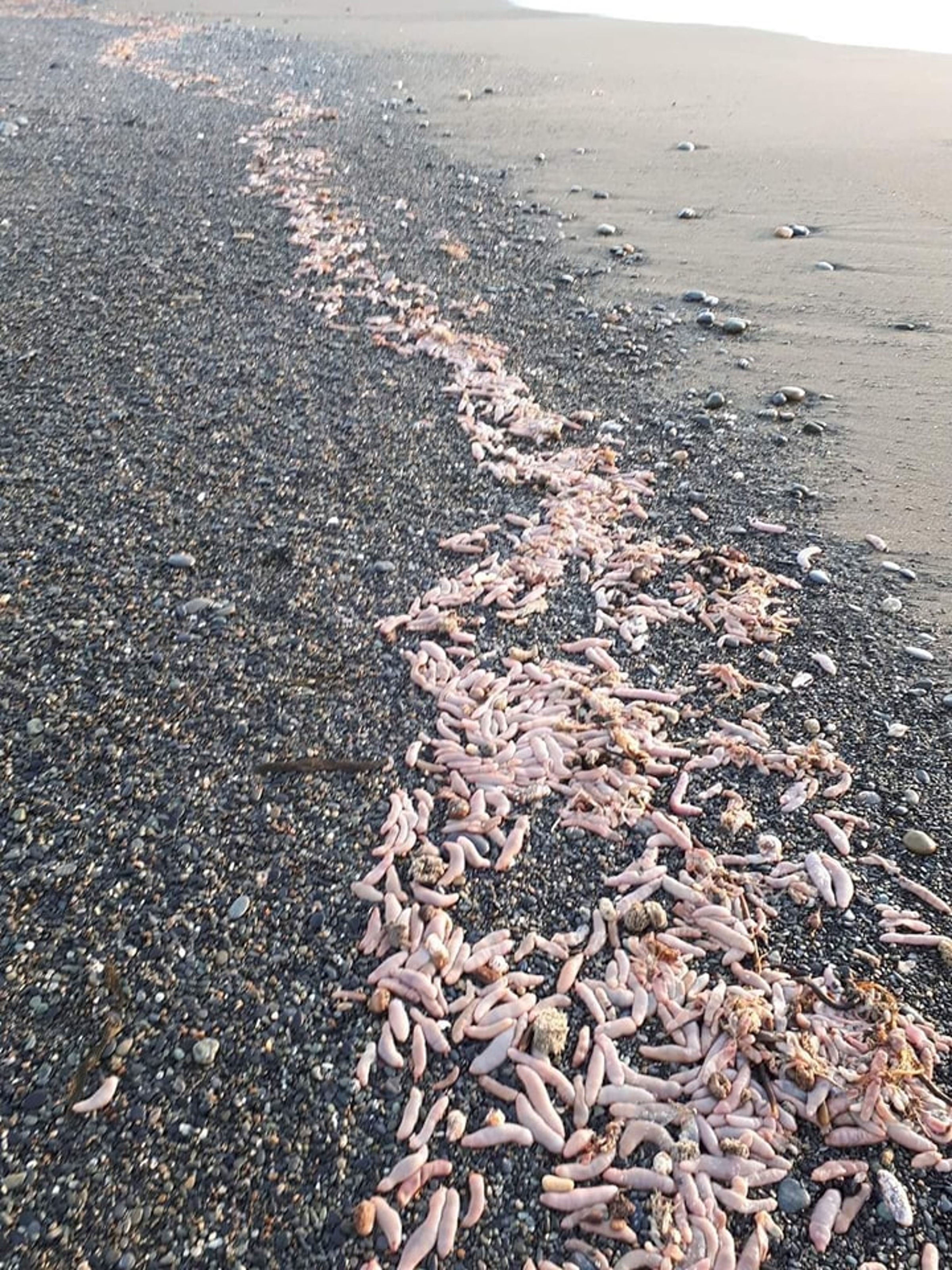 大量的陰莖魚被沖上岸。(翻攝自criticasur)
