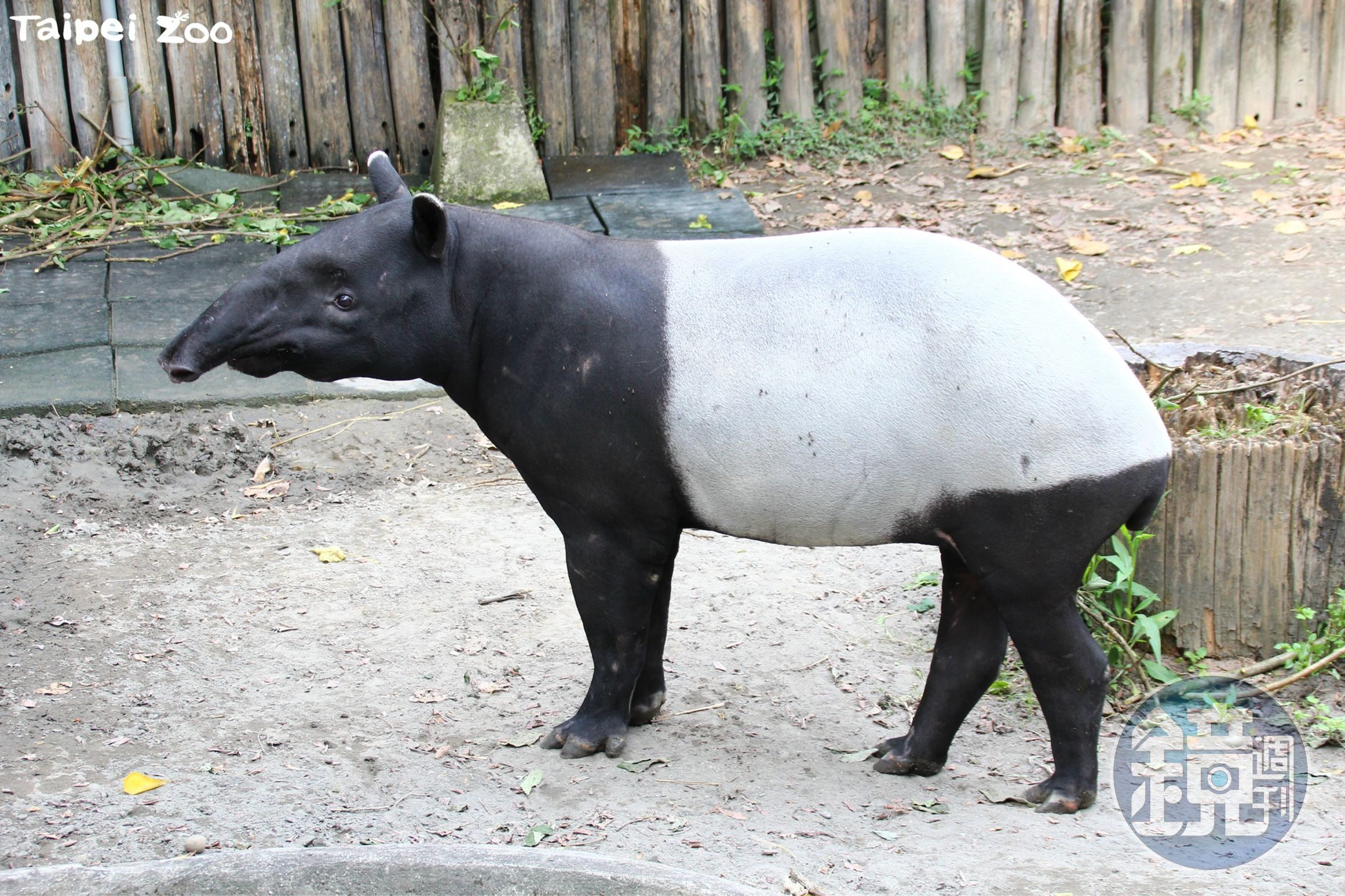 台北市立動物園今日公布馬來貘「貘克」病理解剖初步研判。(翻攝自臉書@Taipei Zoo 臺北市立動物園)