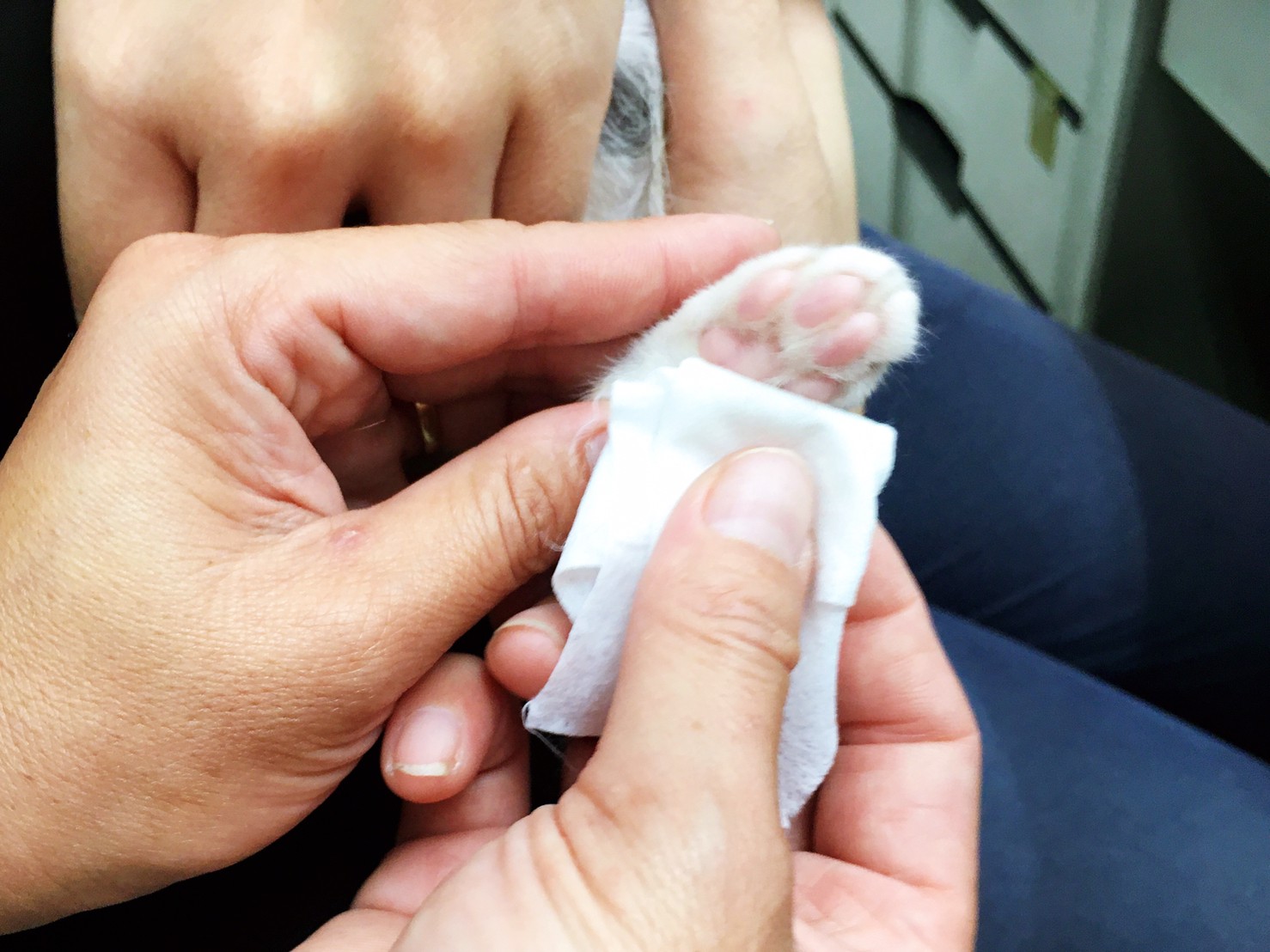 用濕毛巾或是純水紙巾擦拭毛寶貝的肉球、腹部及耳朵,透過水氣蒸發帶走身體散發出的熱量。(新北動保處提供)