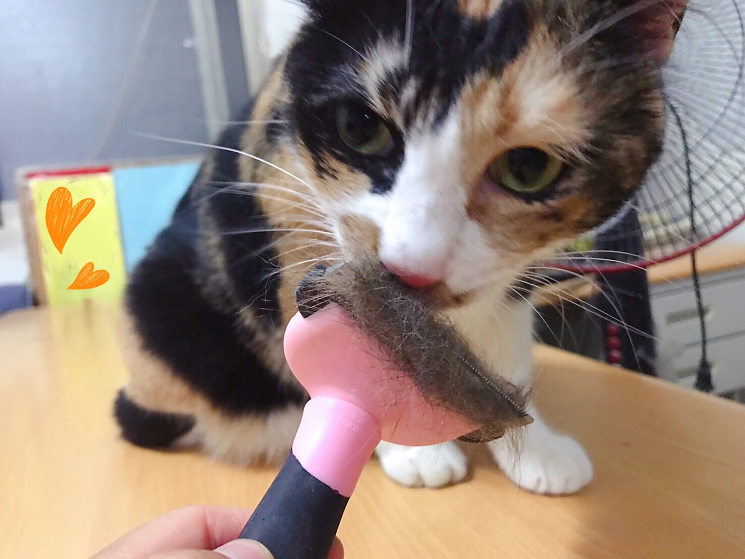 清除毛寶貝身上的廢毛能讓牠們更為透氣,剃腳底毛讓肉球有更多涼爽的面積散熱。(新北動保處提供)