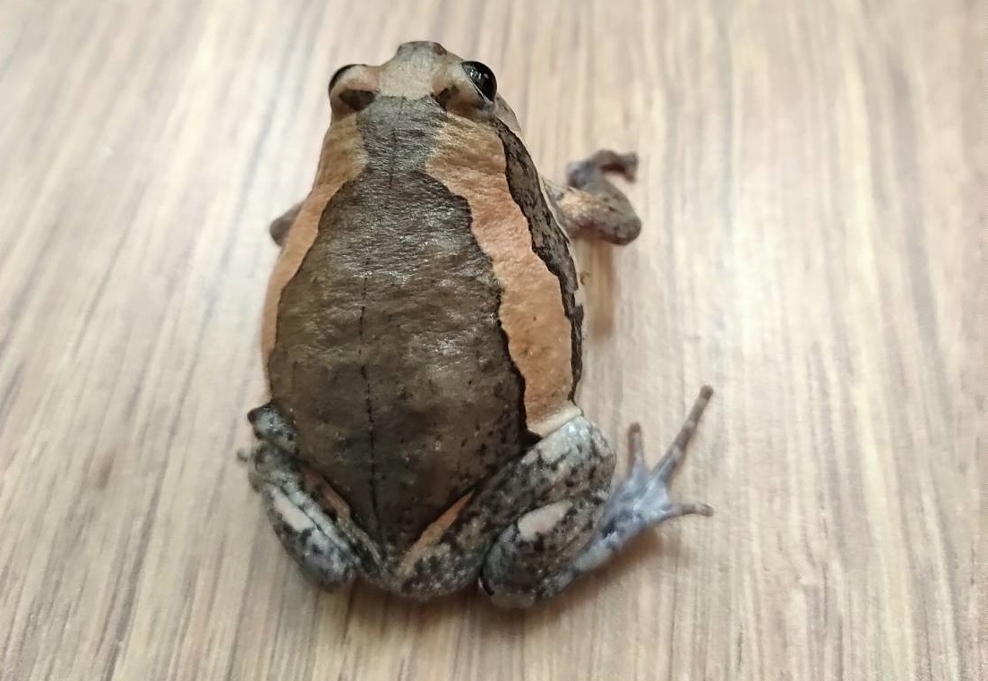 台江國家公園自2020到2022年3年來，共計移除超過3千隻外來種亞洲錦蛙。（台江處提供）