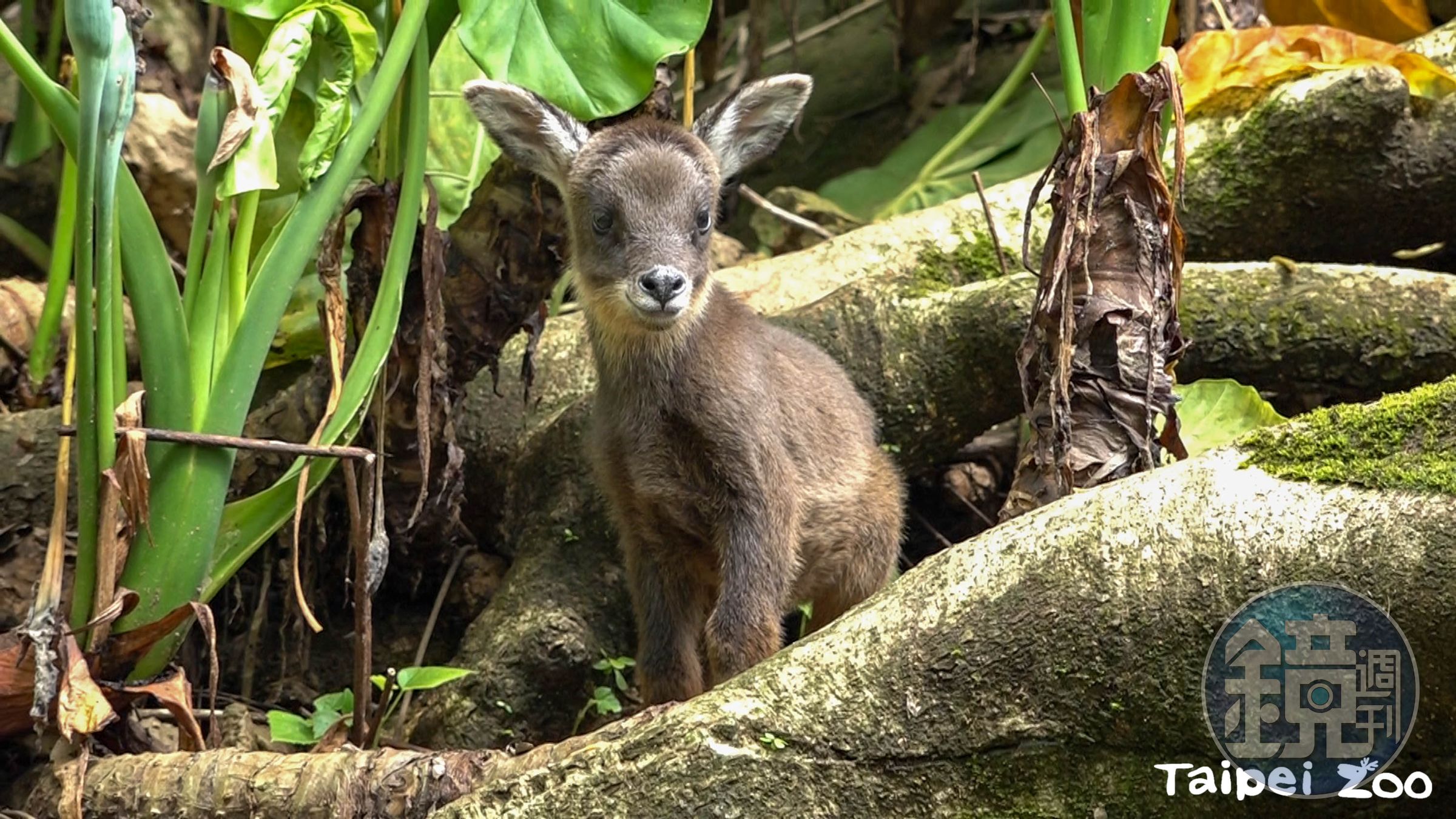 山羊寶寶薇寶探索新世界。(台北市立動物園提供)