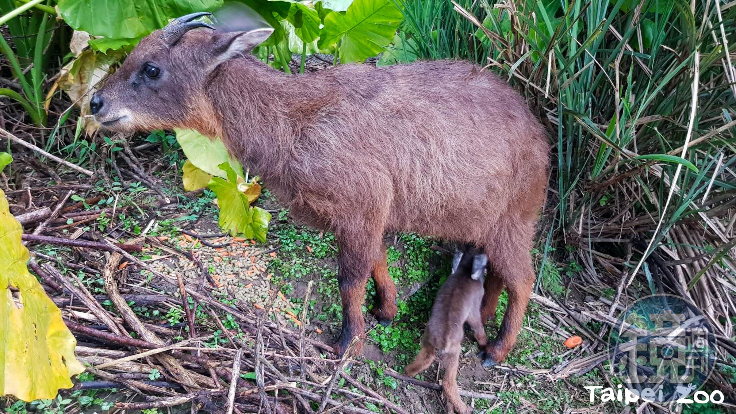 山羊寶寶薇寶喝奶中。(台北市立動物園提供)