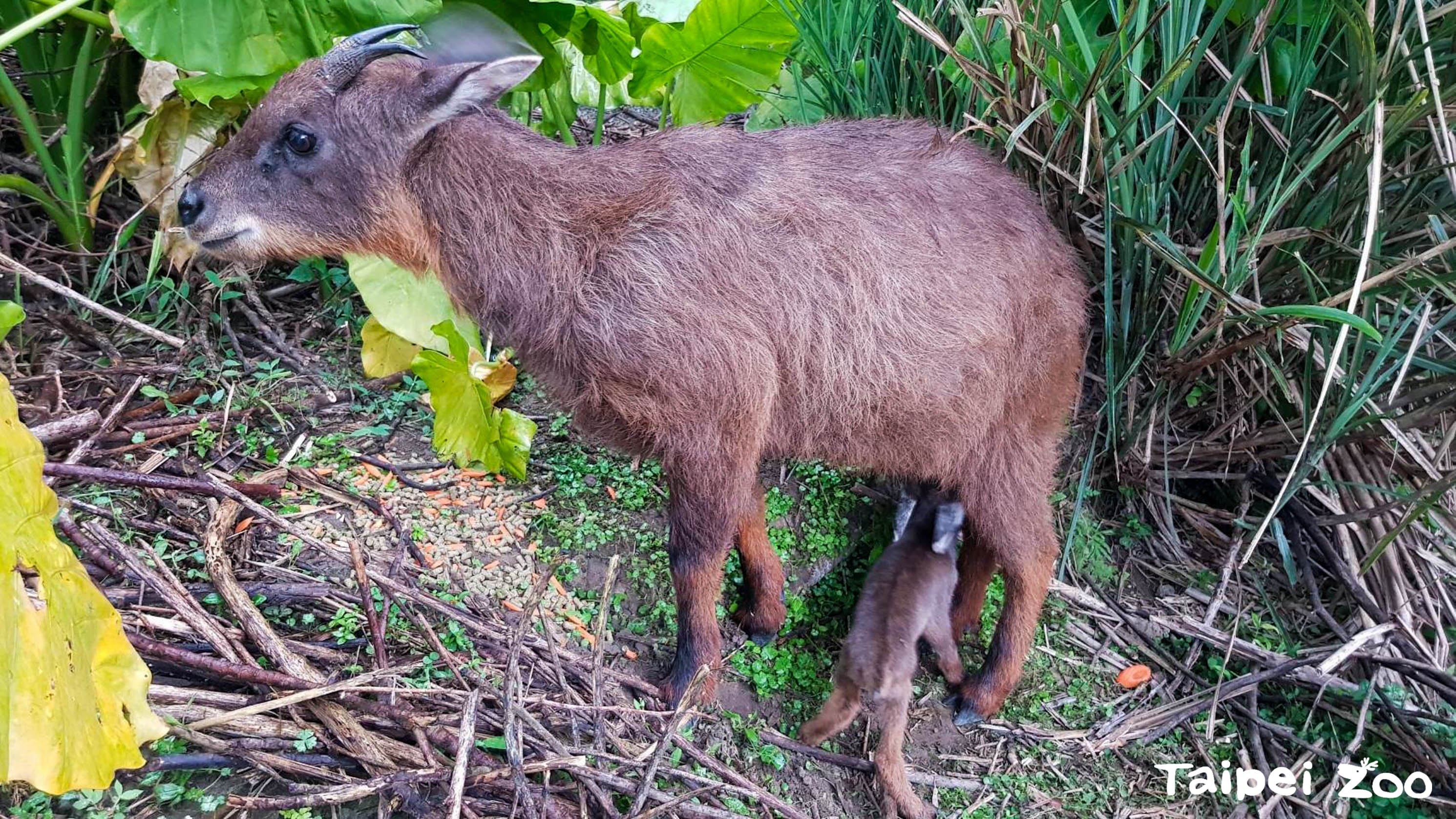 山羊寶寶薇寶喝奶中。（台北市立動物園提供）