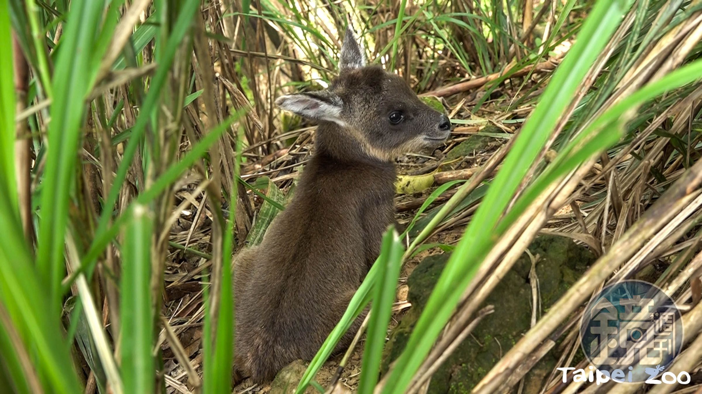 山羊寶寶薇寶隱身草叢中。(台北市立動物園提供)